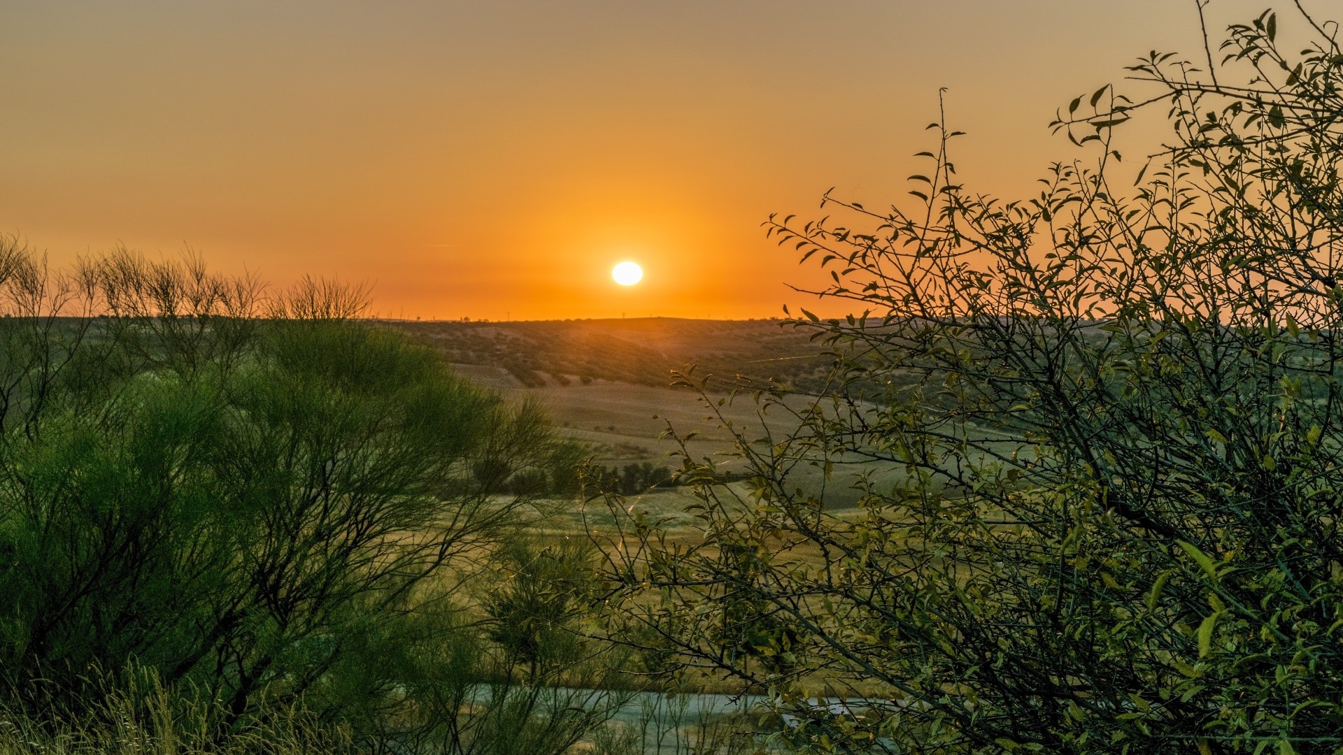 Sunset over rolling hills with trees in foreground HD Wallpaper