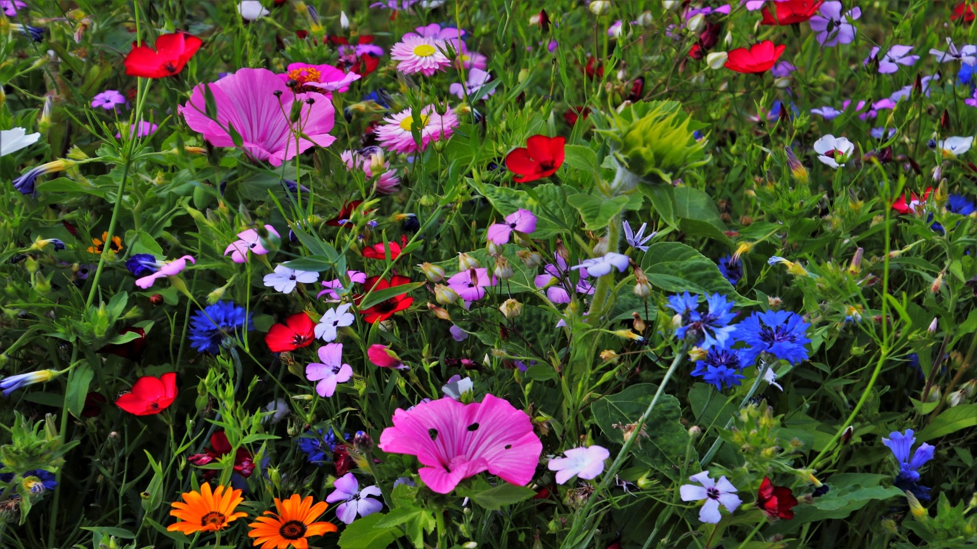 Field of colorful wildflowers in bloom HD Wallpaper
