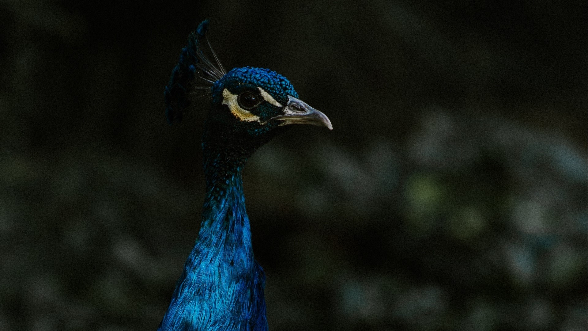 Close-up of a Peacock's Head and Neck HD Wallpaper