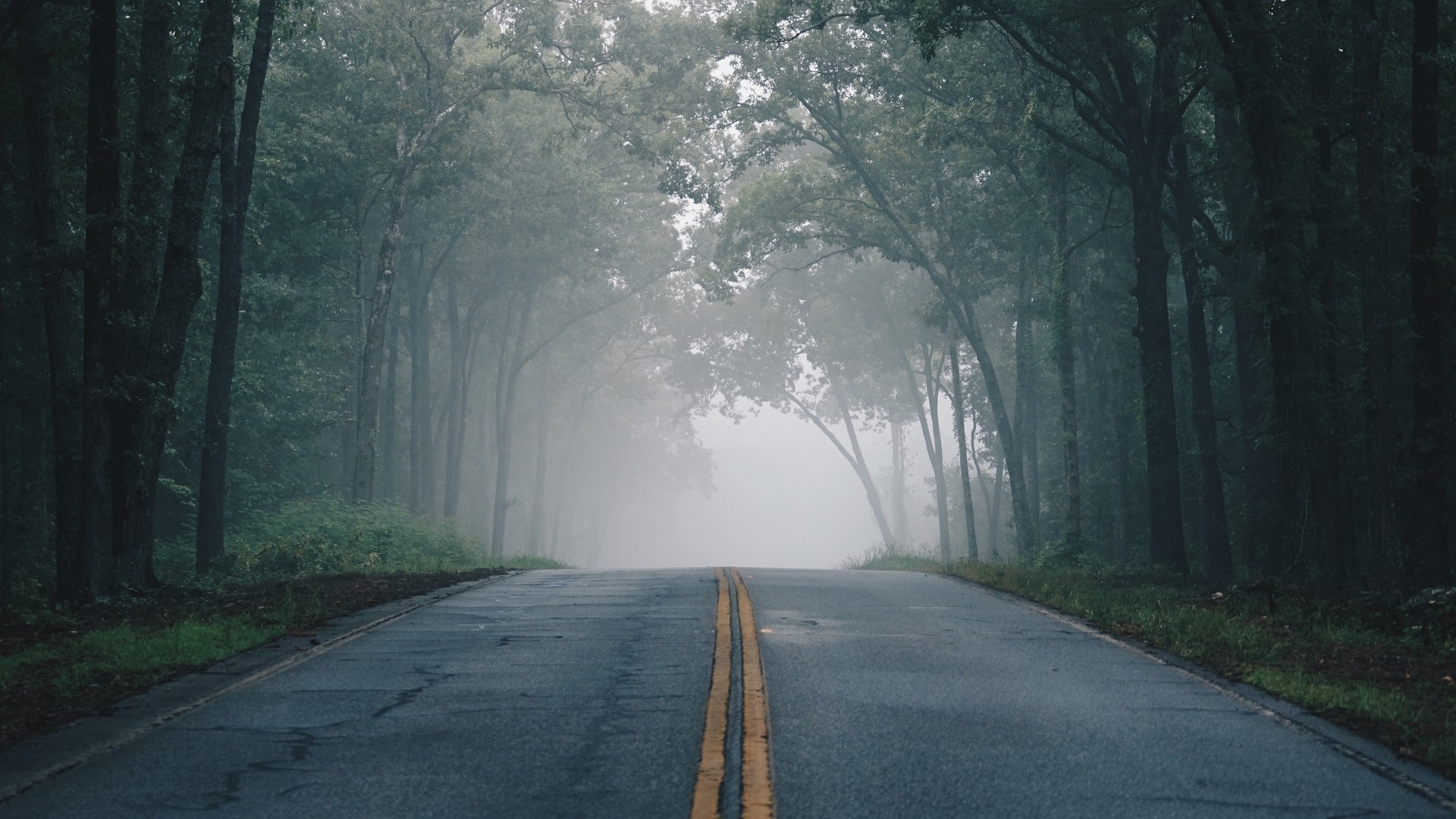 A foggy road through a forest HD Wallpaper