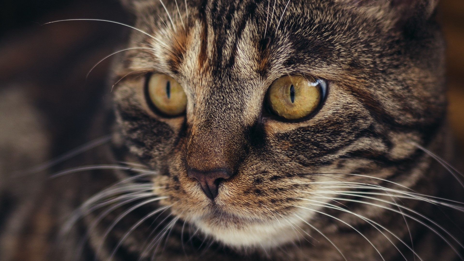Close-up of a tabby cat's face HD Wallpaper