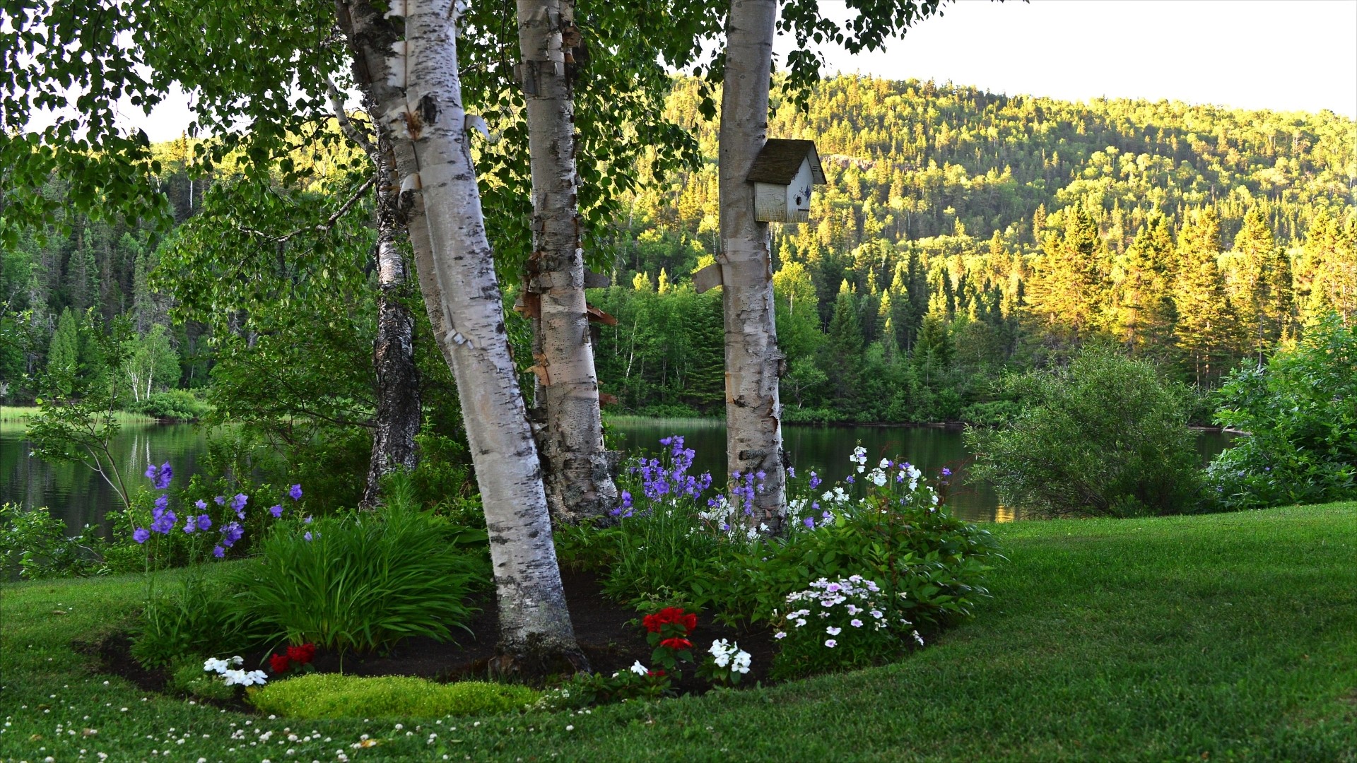 Birch trees by a lake with a birdhouse HD Wallpaper