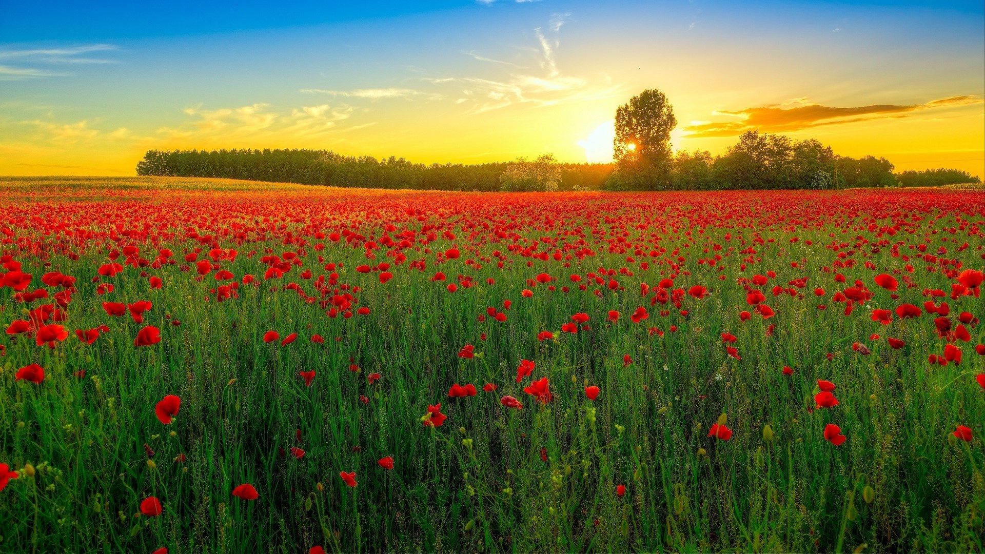 Field of red poppies at sunset HD Wallpaper