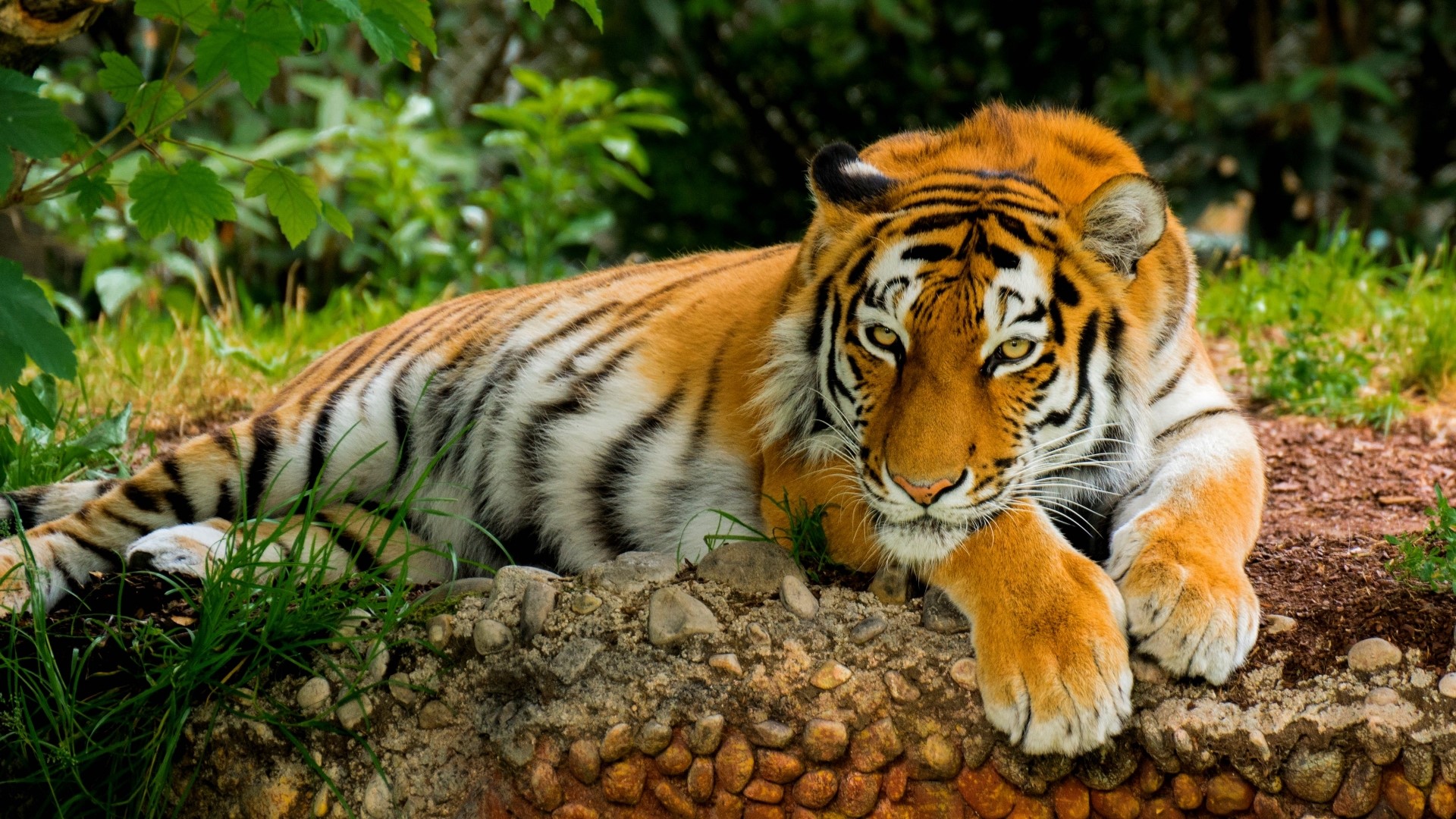 Tiger lying on rocks and grass HD Wallpaper