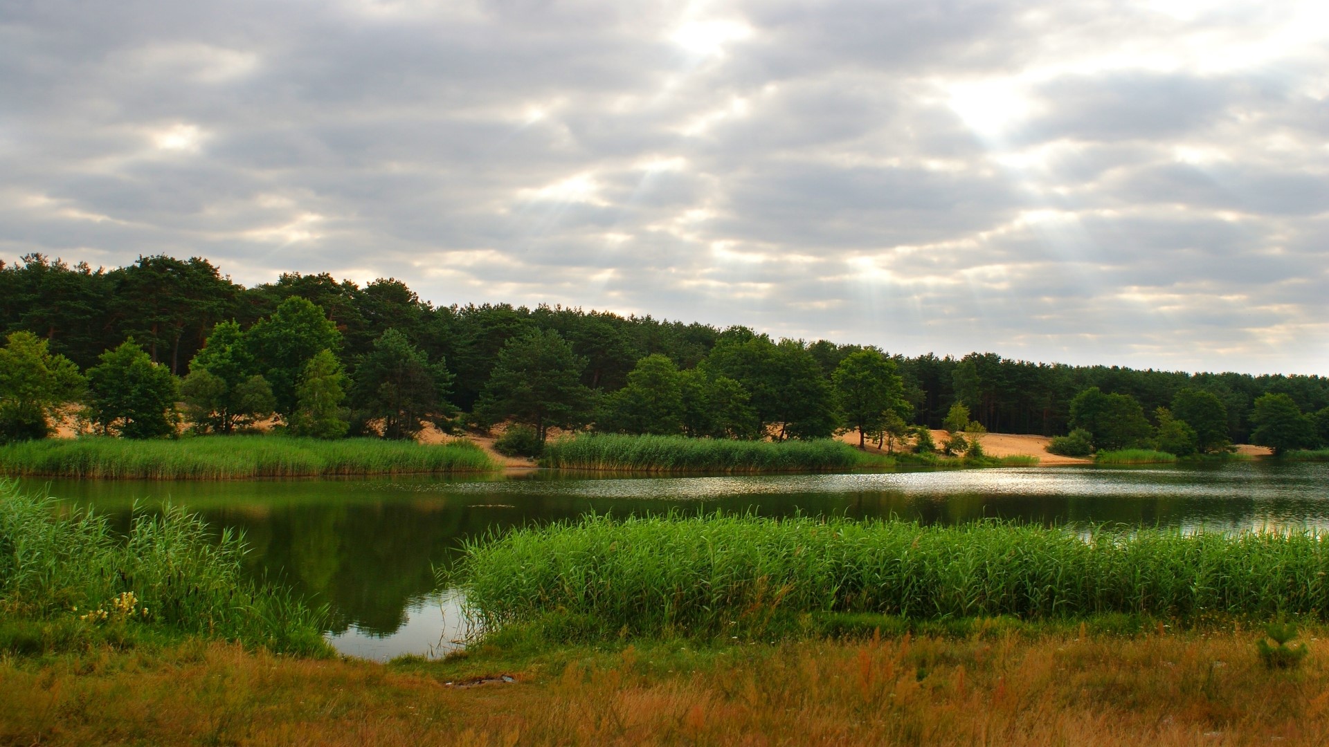 Lake surrounded by forest and reeds HD Wallpaper