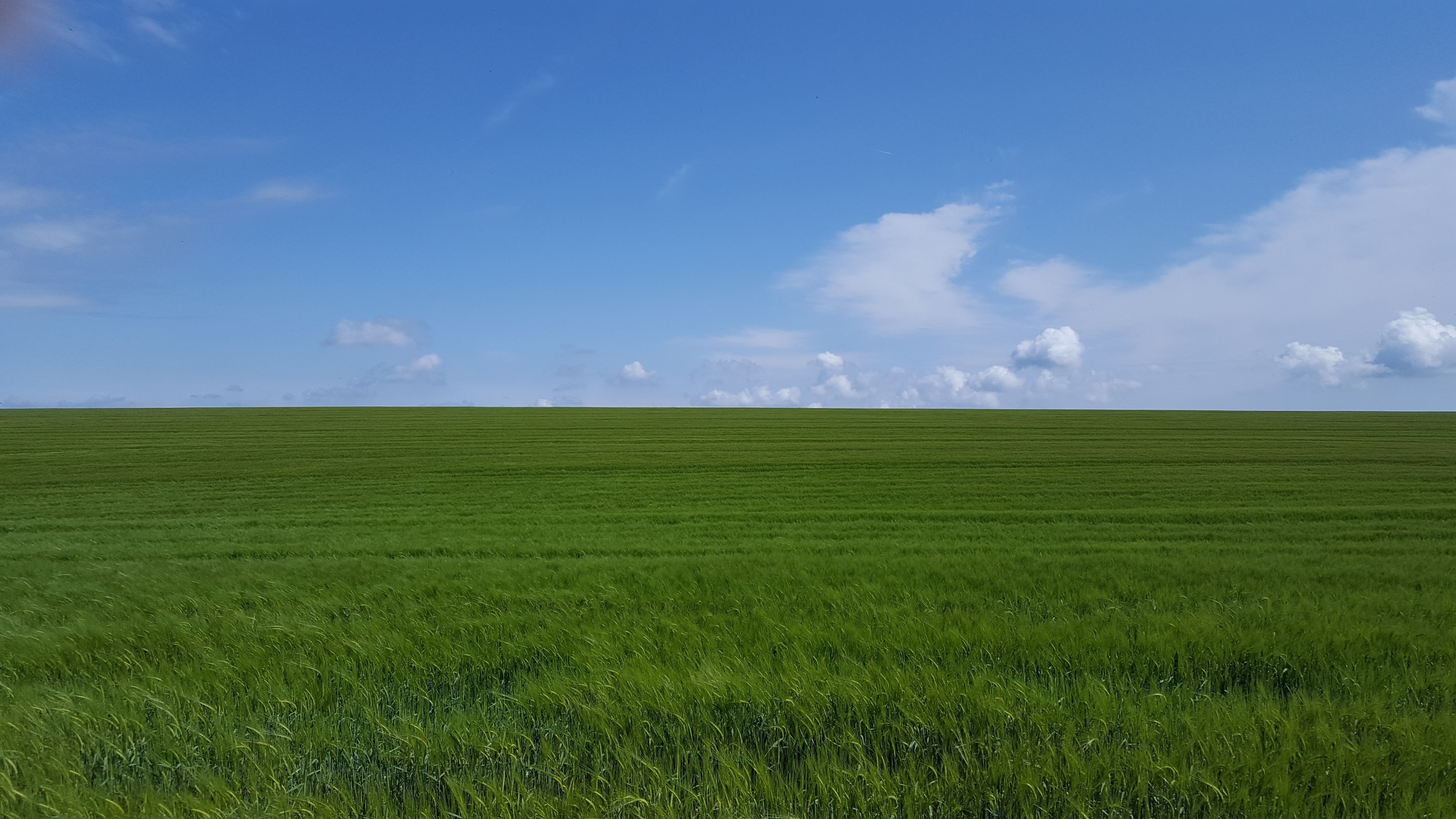 Green field under a blue sky HD Wallpaper