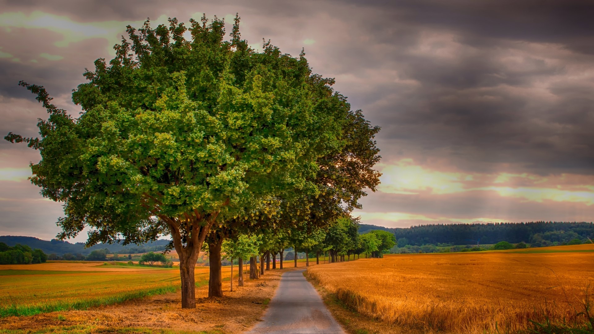 Country road lined with trees and fields HD Wallpaper