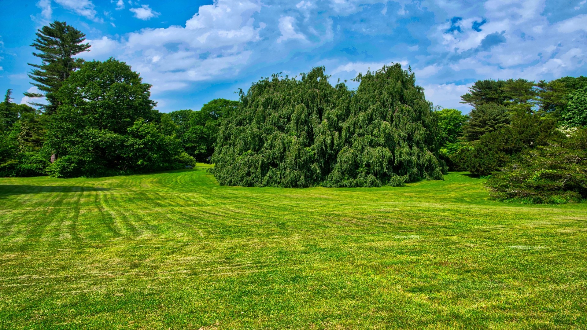 Green park with trees and blue sky HD Wallpaper