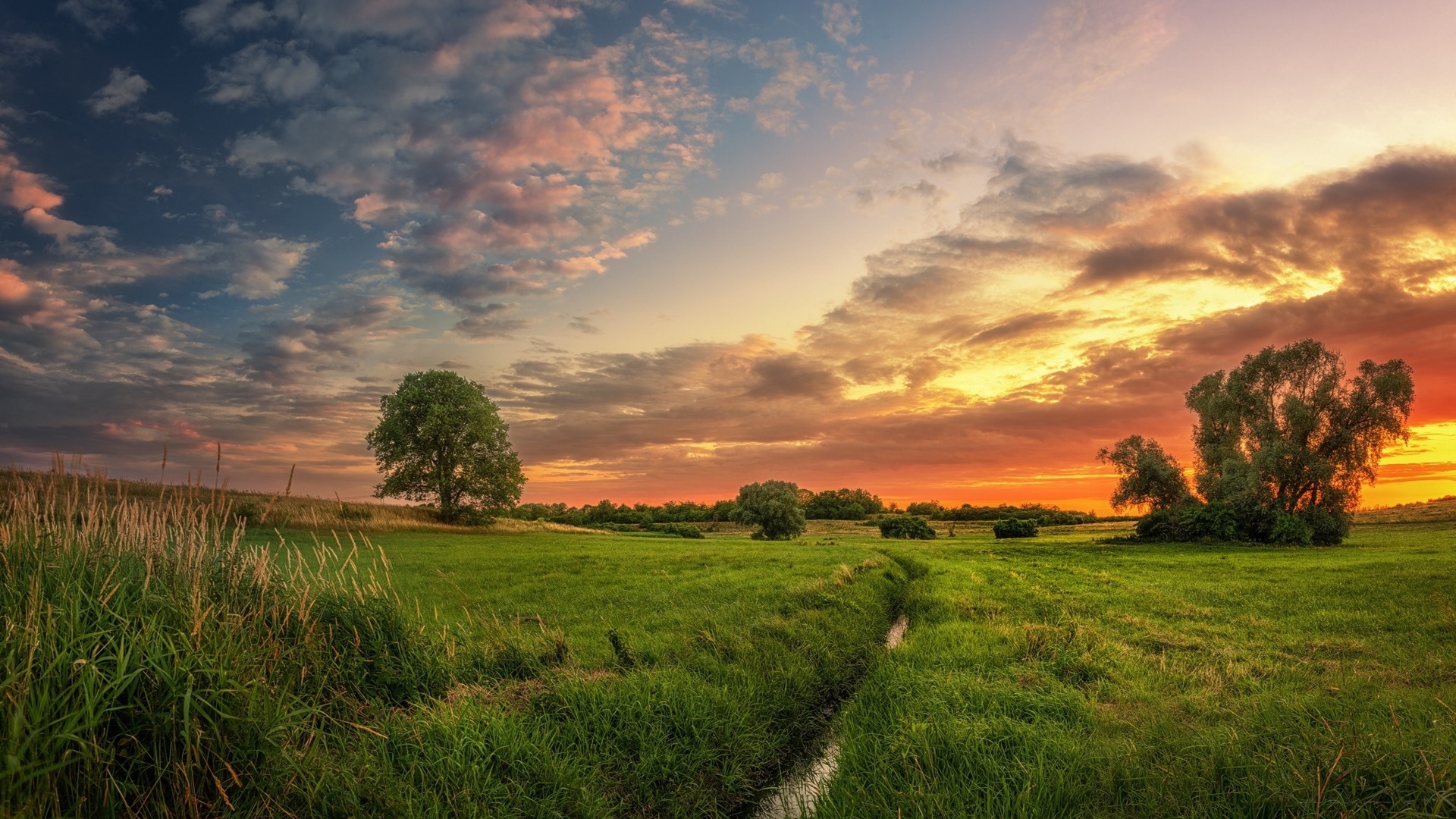 Sunset over a green field with trees HD Wallpaper