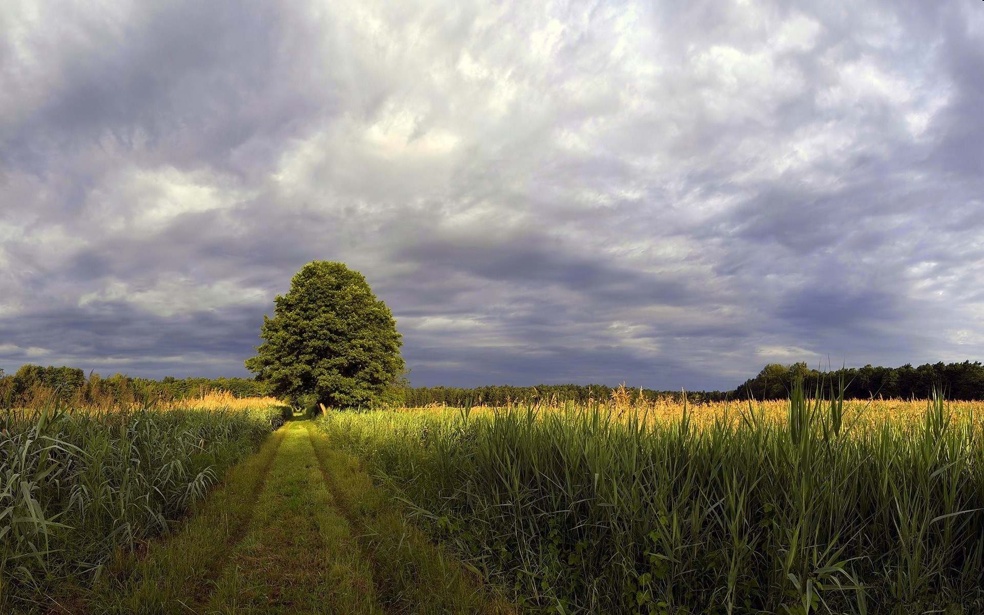 Path through a field under a cloudy sky HD Wallpaper