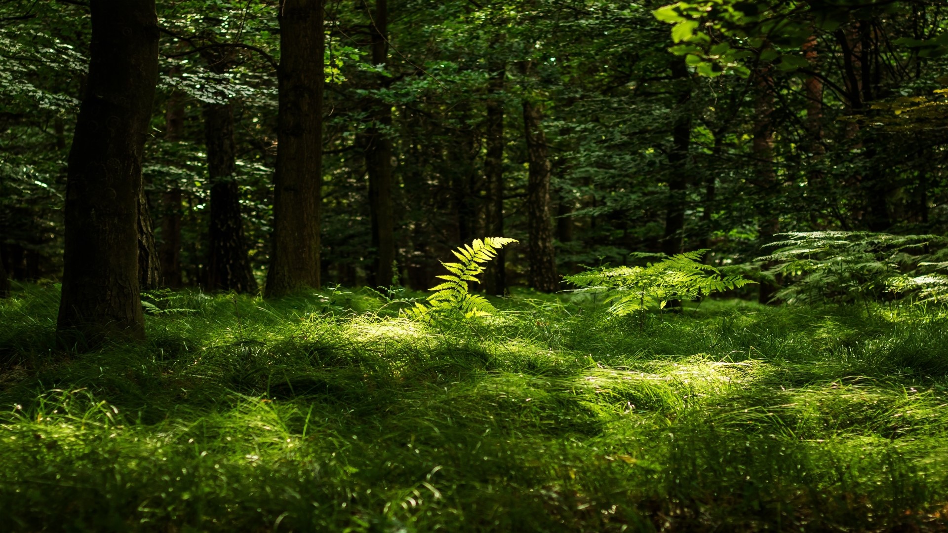 Sunlit fern in a dense forest HD Wallpaper