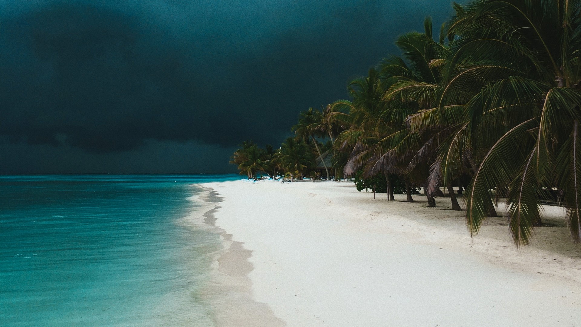 Stormy beach with palm trees and turquoise water HD Wallpaper