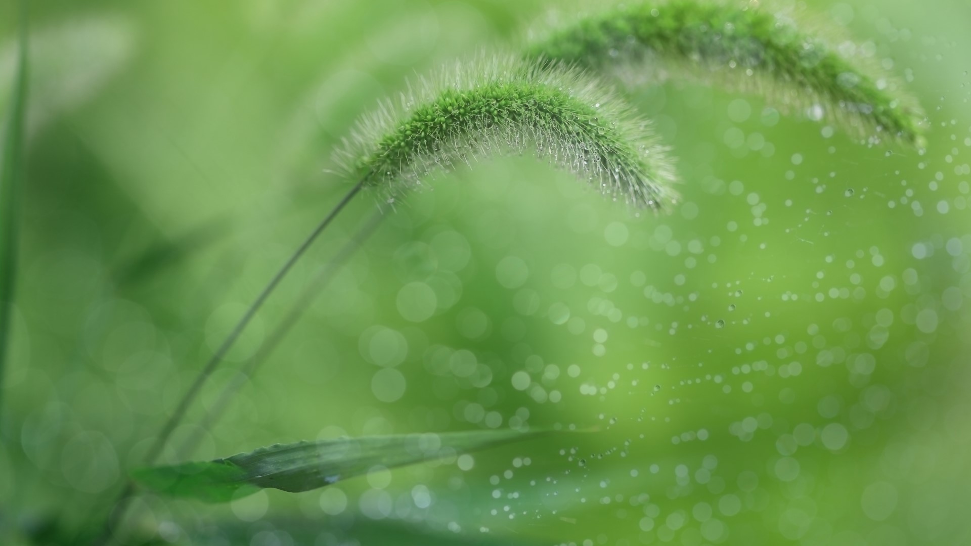 Green grass with water drops HD Wallpaper