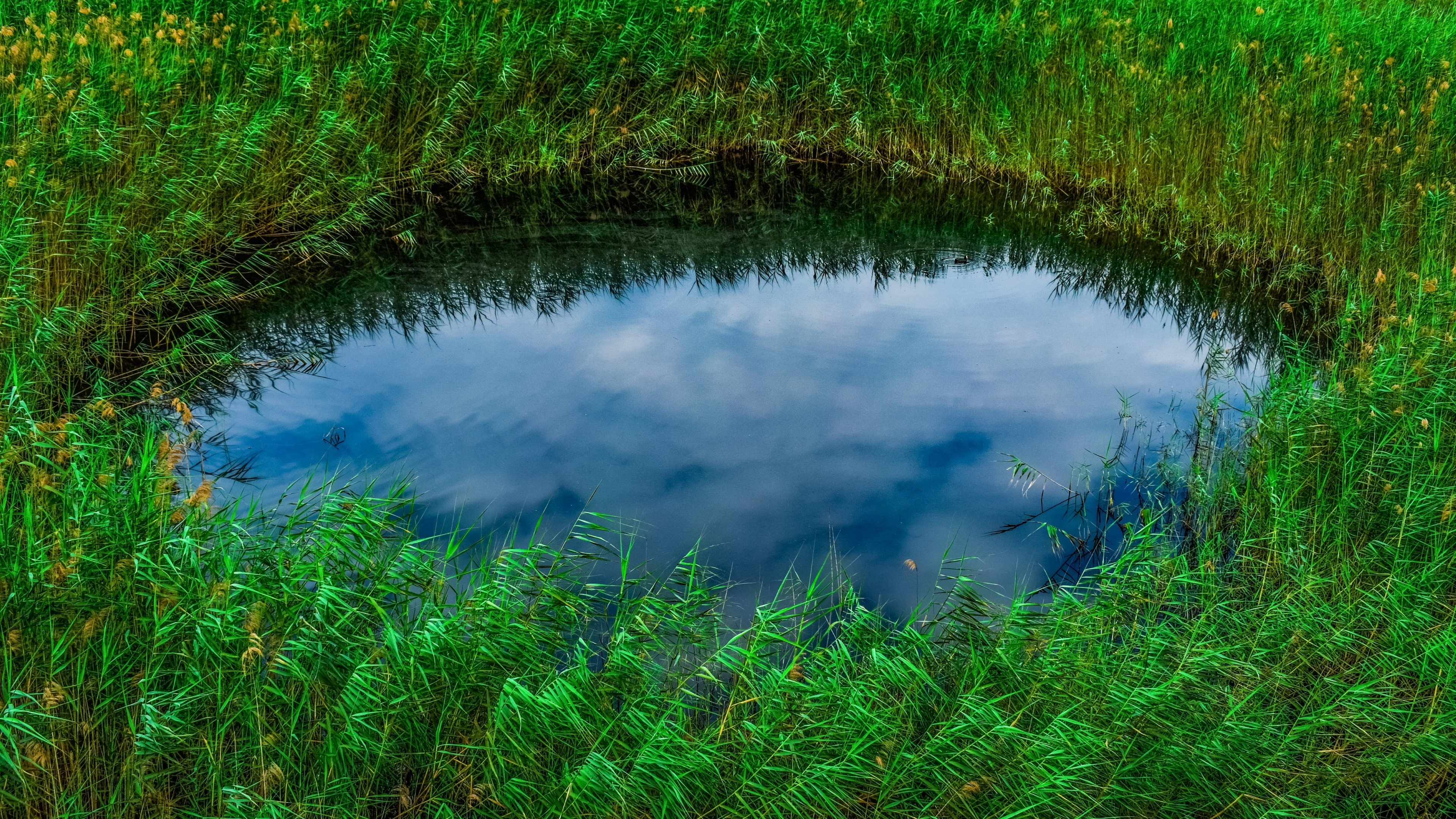 4K Lake Surrounded by Green Reeds HD Wallpaper