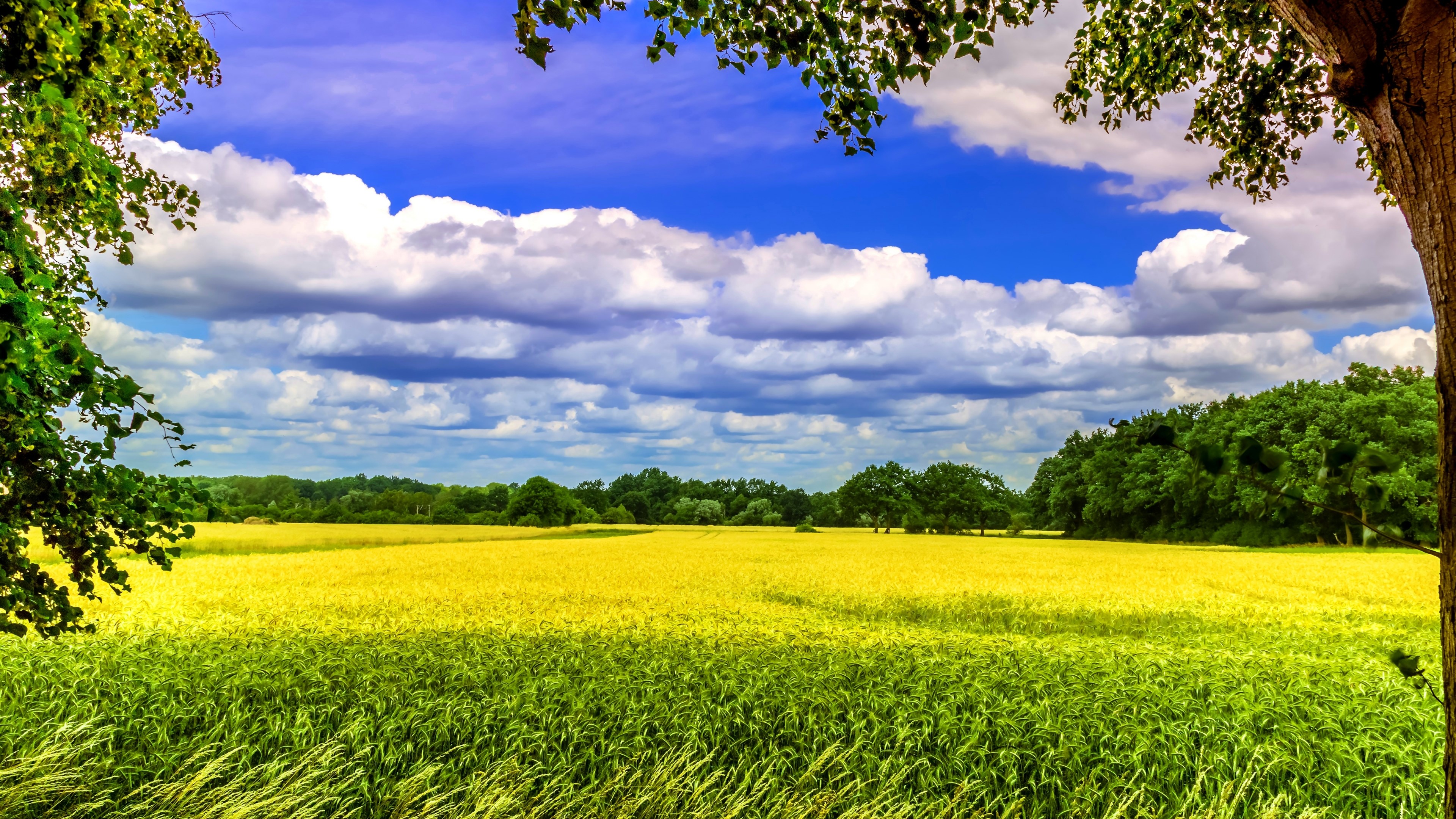 4K Nature Landscape with Wheat Field and Trees HD Wallpaper