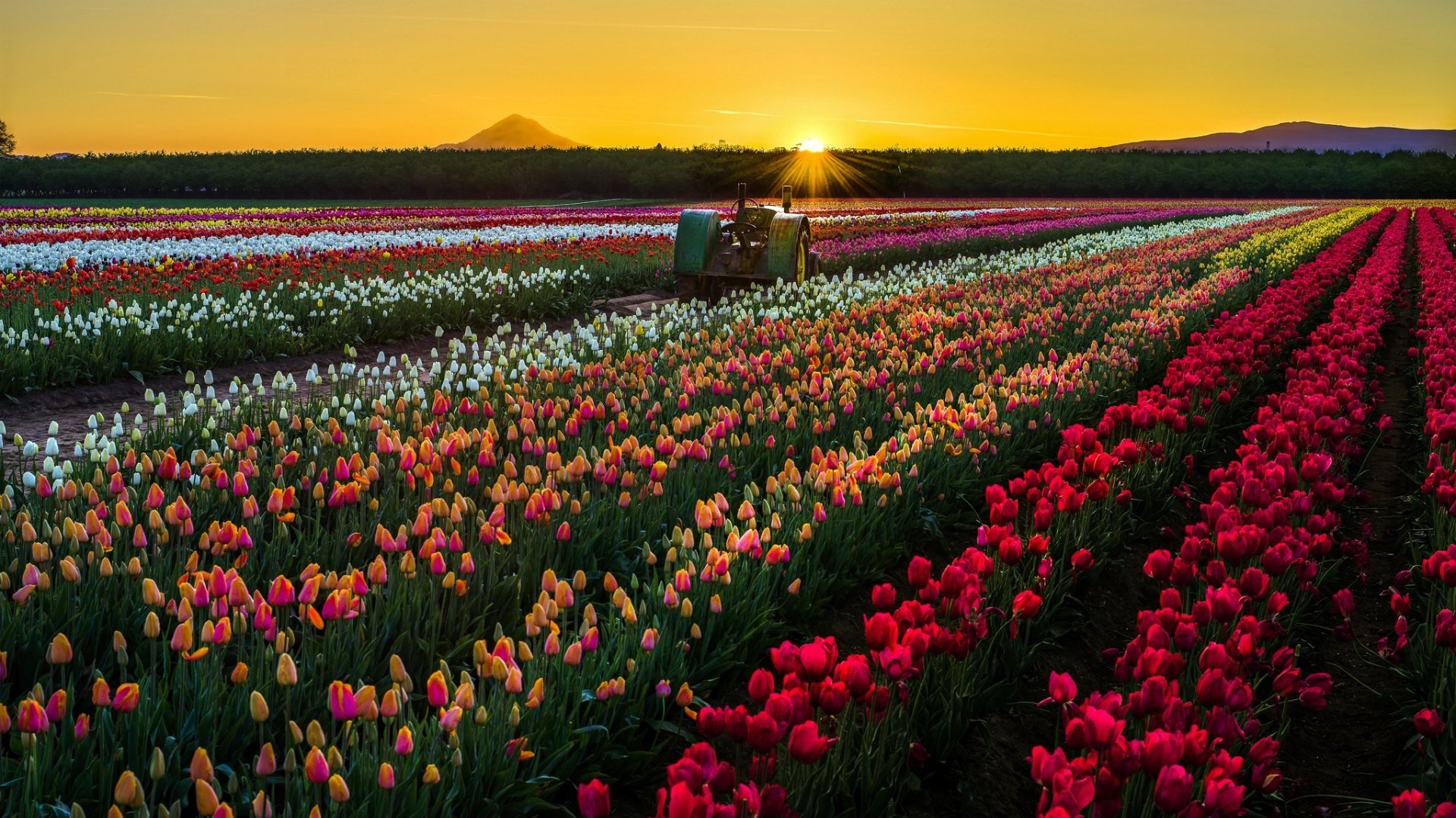 Sunrise over a colorful tulip field with a tractor HD Wallpaper