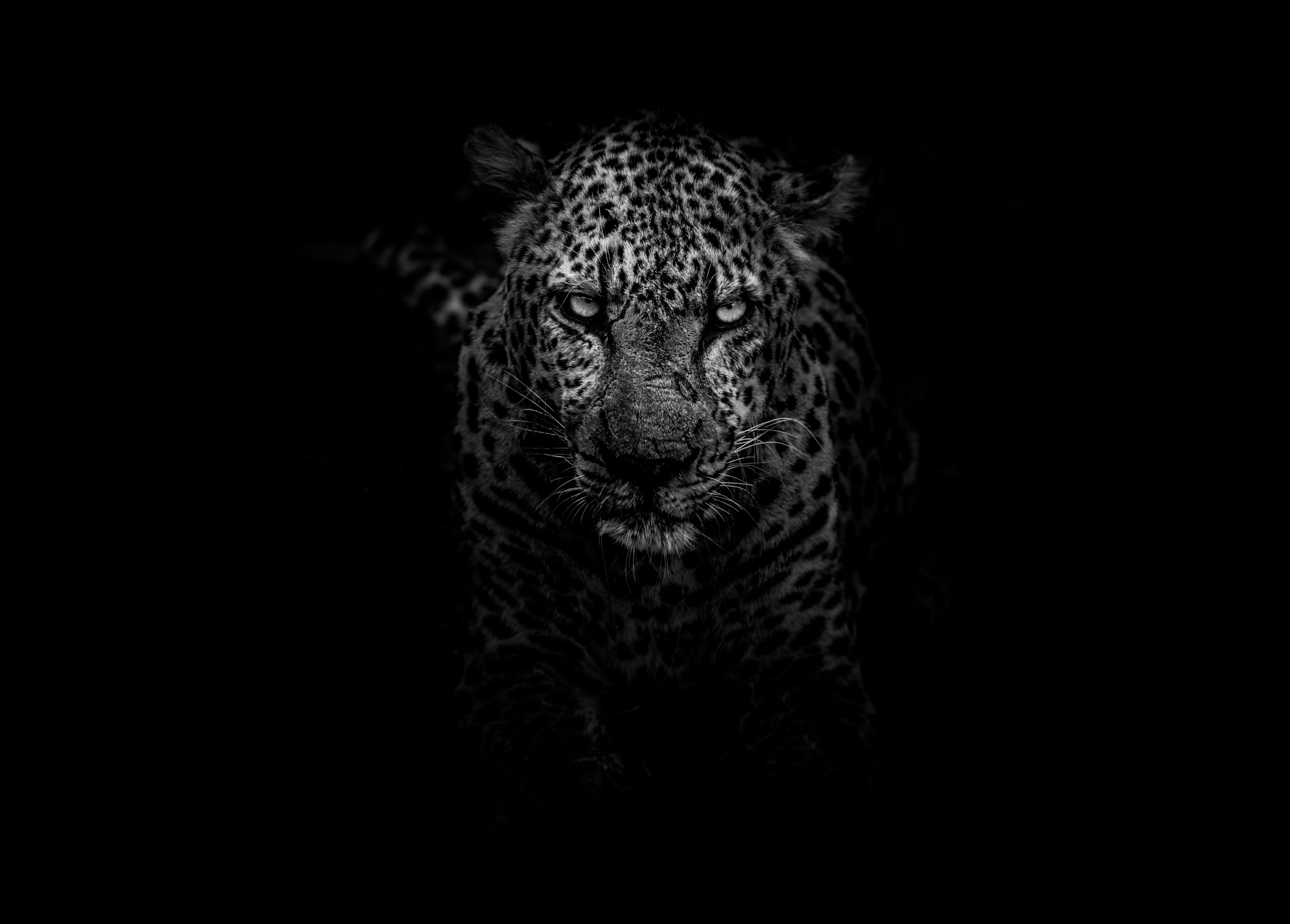 Leopard in Kruger National Park HD Wallpaper