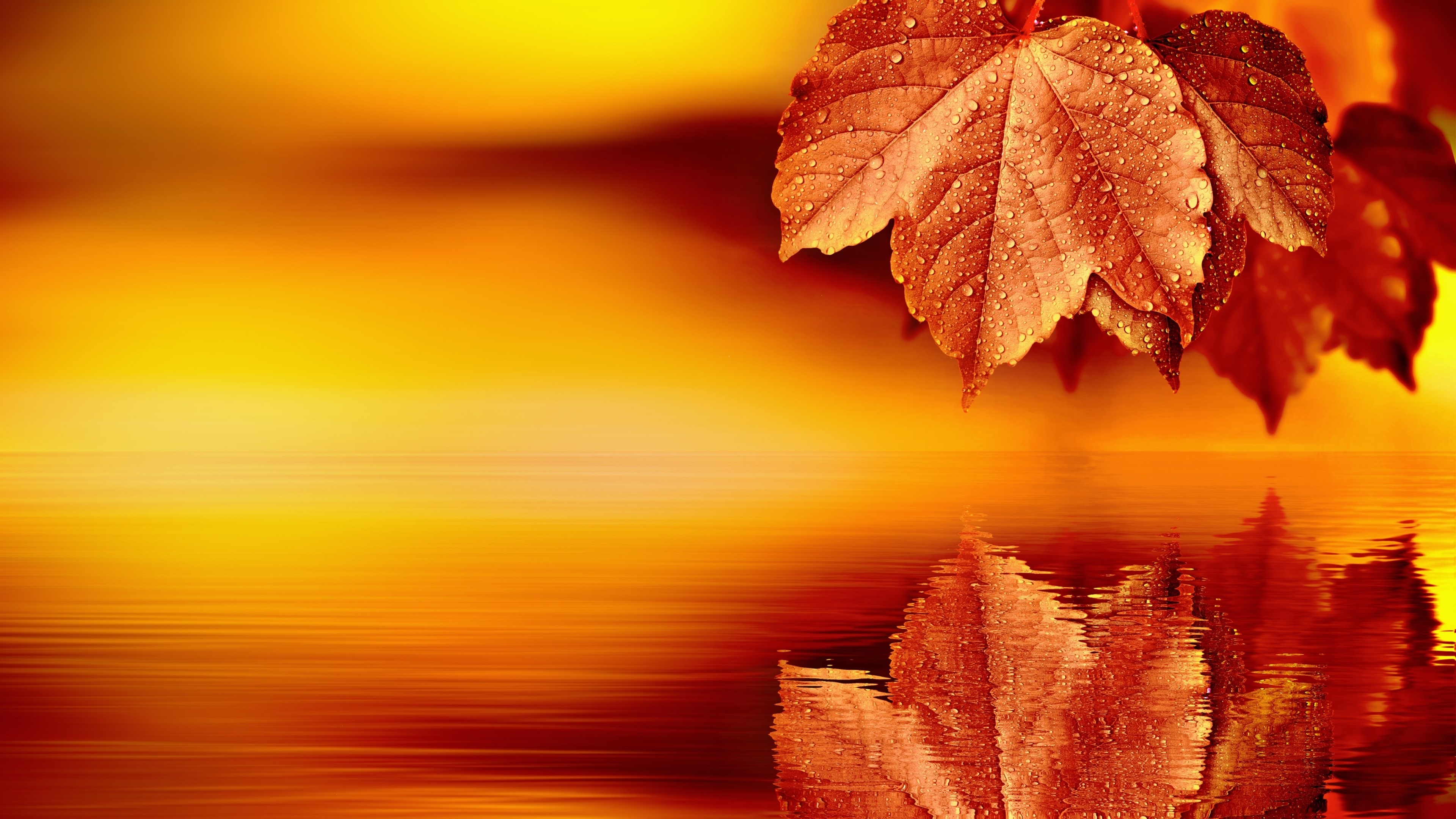 4K Autumn Leaves with Water Reflection HD Wallpaper