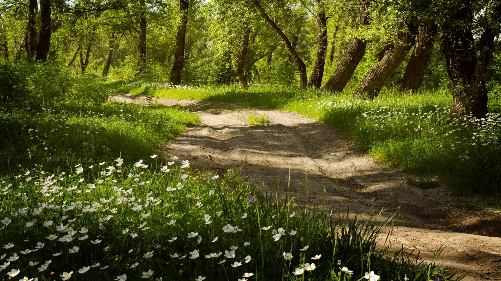 Dirt path through a sunlit forest with white flowers HD Wallpaper