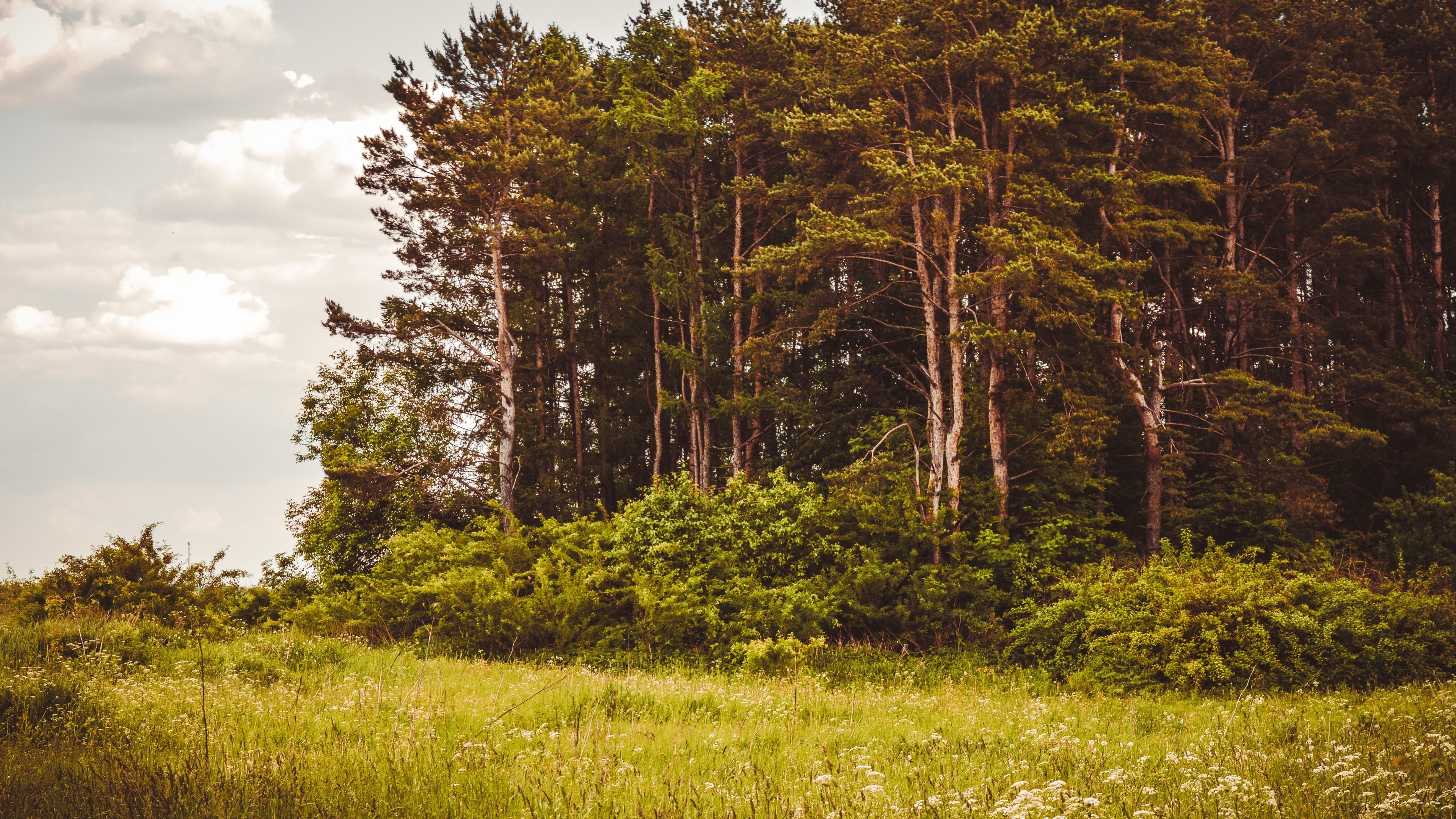 4K Nature Landscape with Forest and Meadow HD Wallpaper