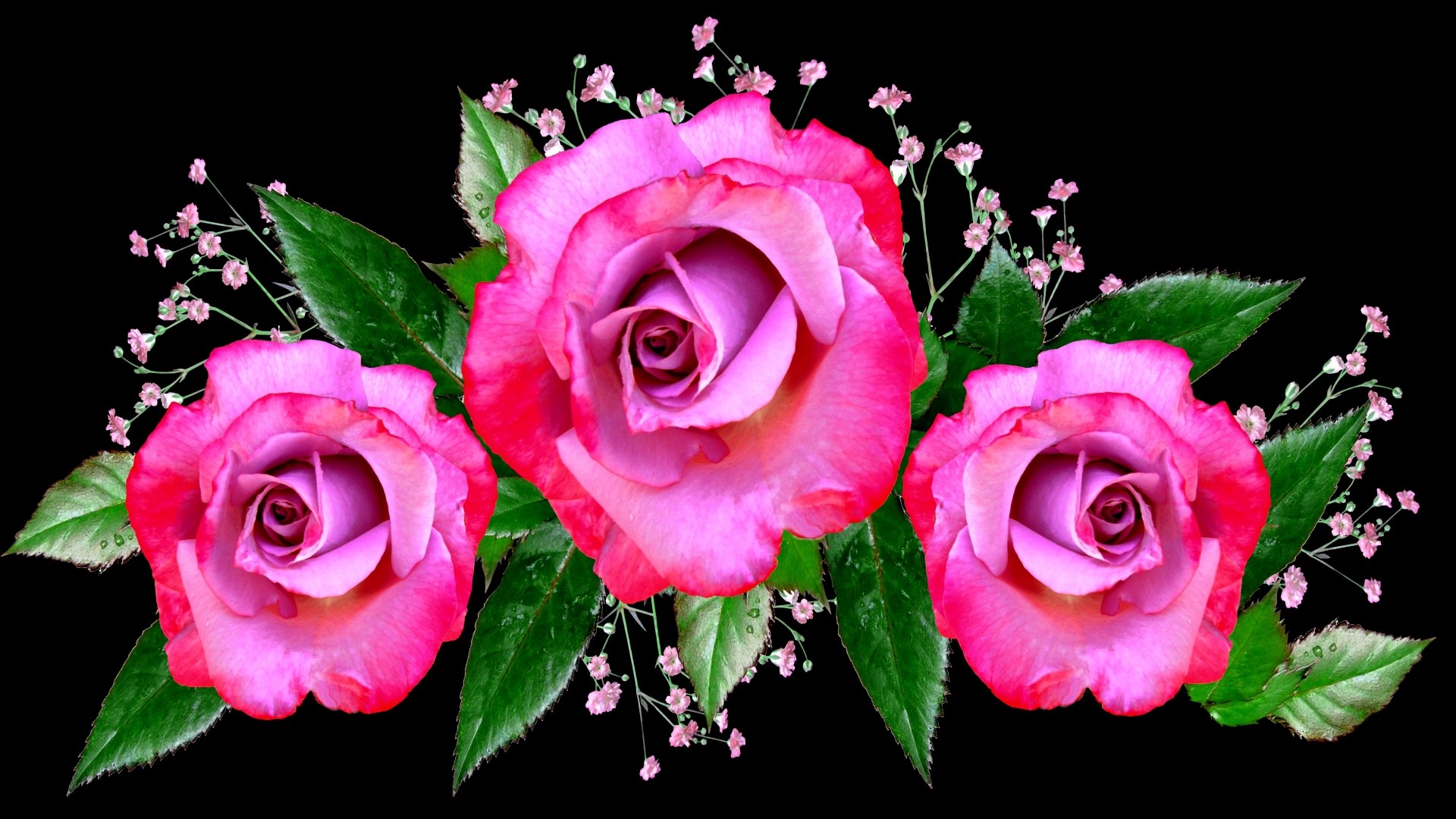 Pink and purple roses with green leaves and small flowers HD Wallpaper