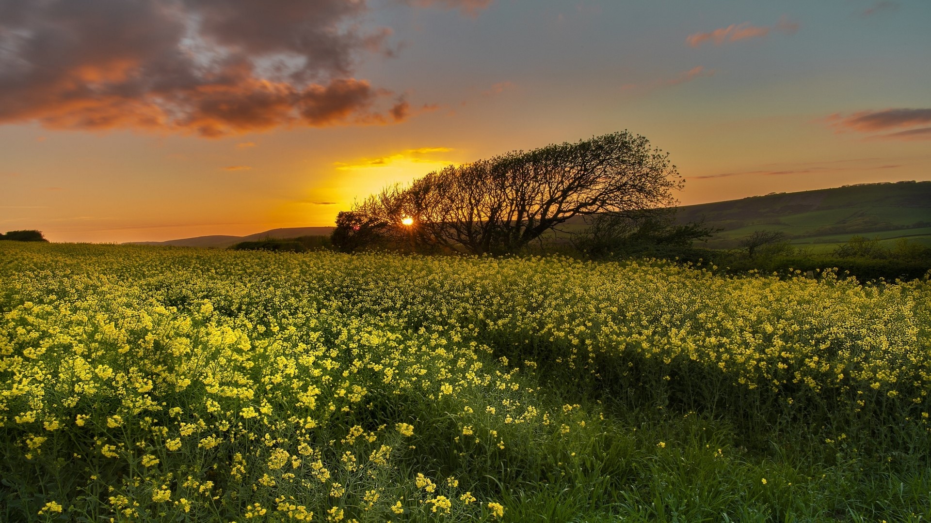 Sunset over a field of yellow flowers with a tree HD Wallpaper