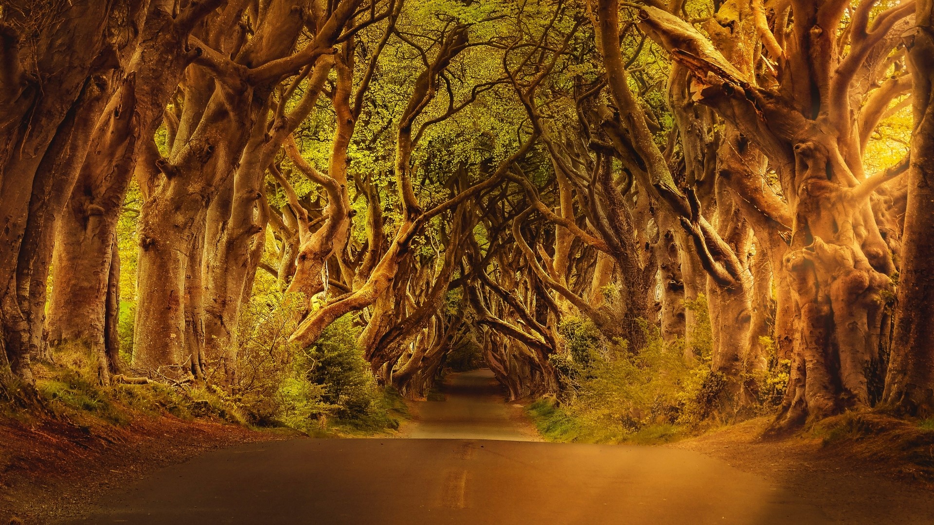 Tree tunnel road HD Wallpaper