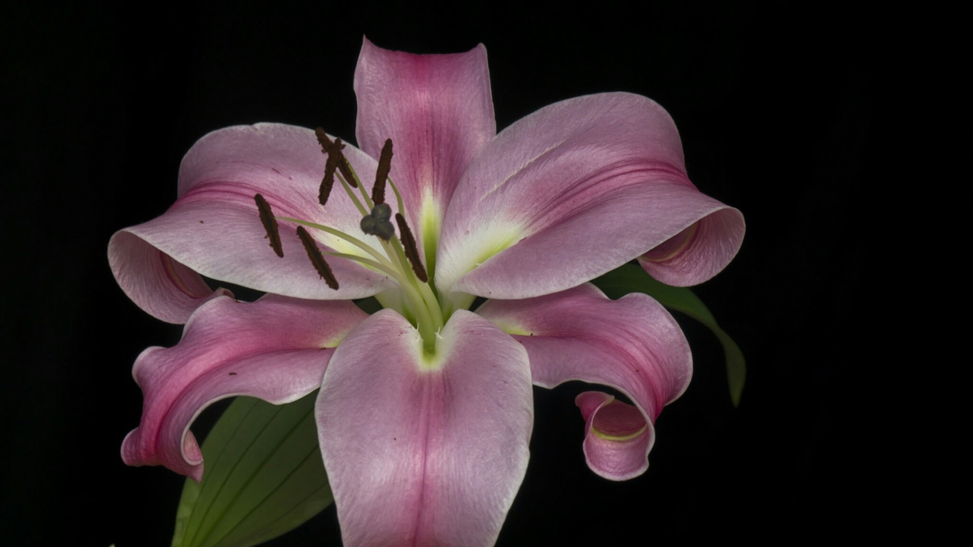 Pink Lily Flower HD Wallpaper