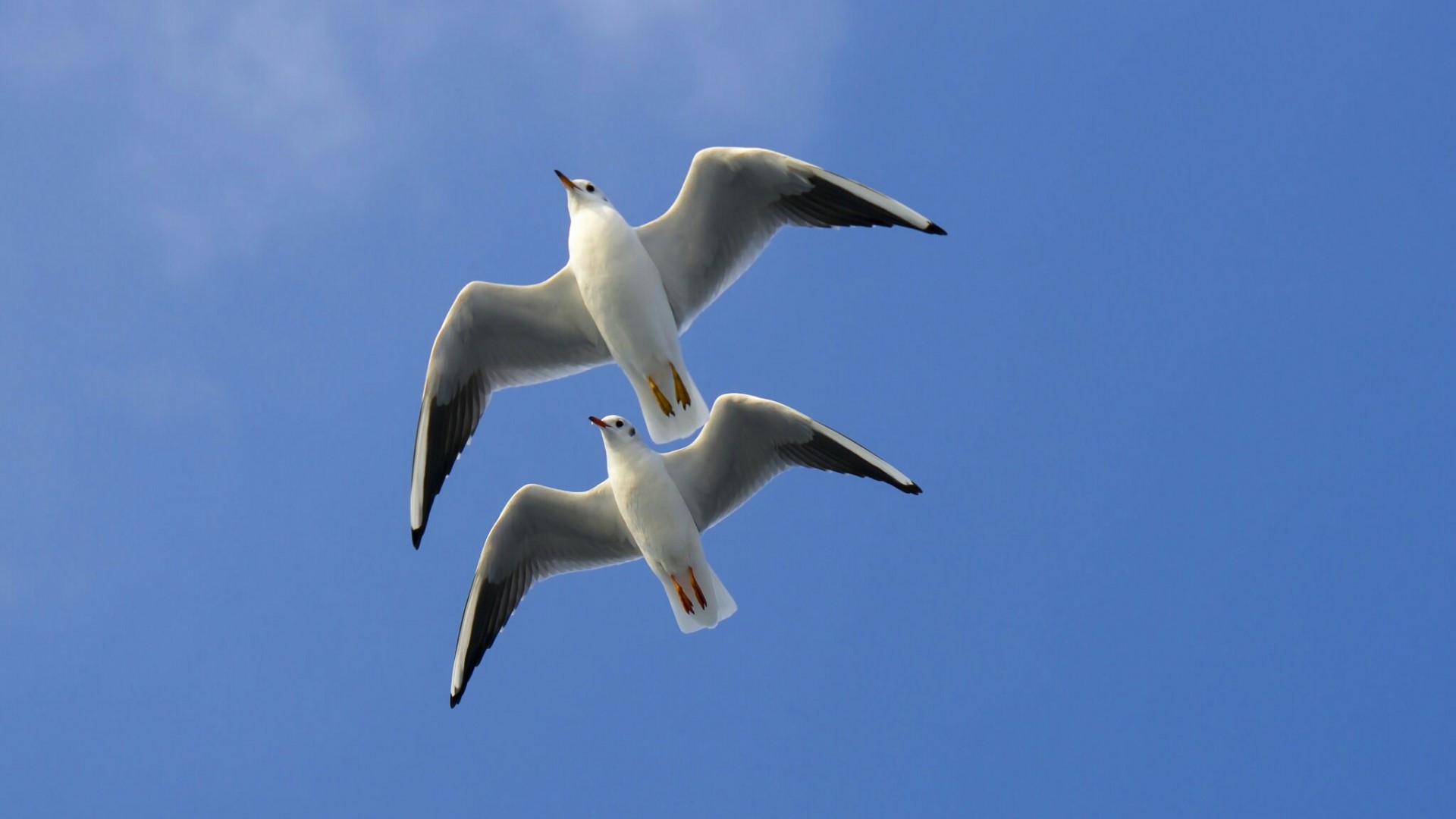 Two seagulls flying in a blue sky HD Wallpaper