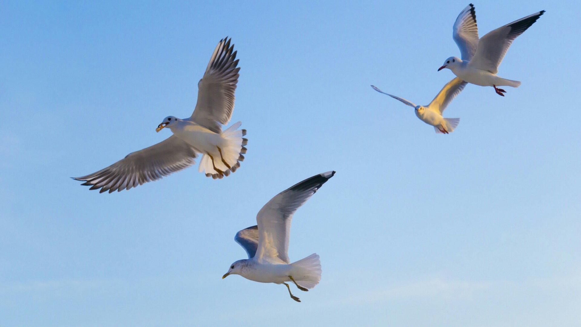 Four seagulls flying in a clear blue sky HD Wallpaper