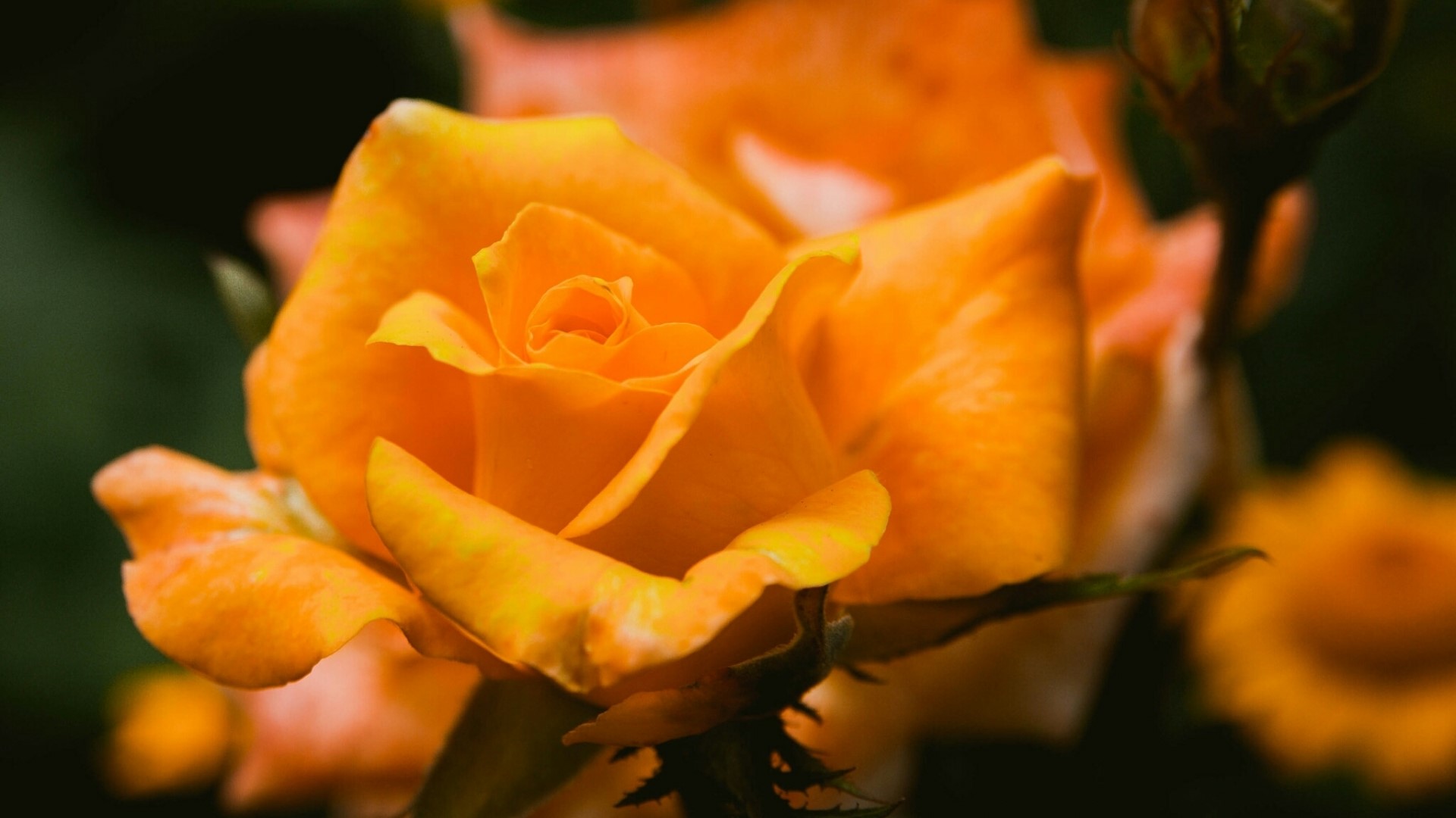 Orange rose flower HD Wallpaper