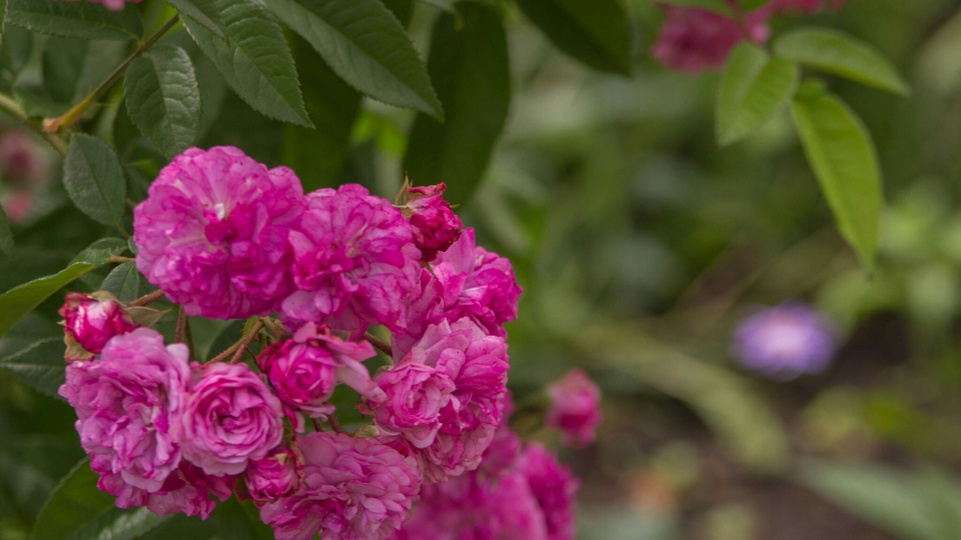 Pink roses in a garden HD Wallpaper