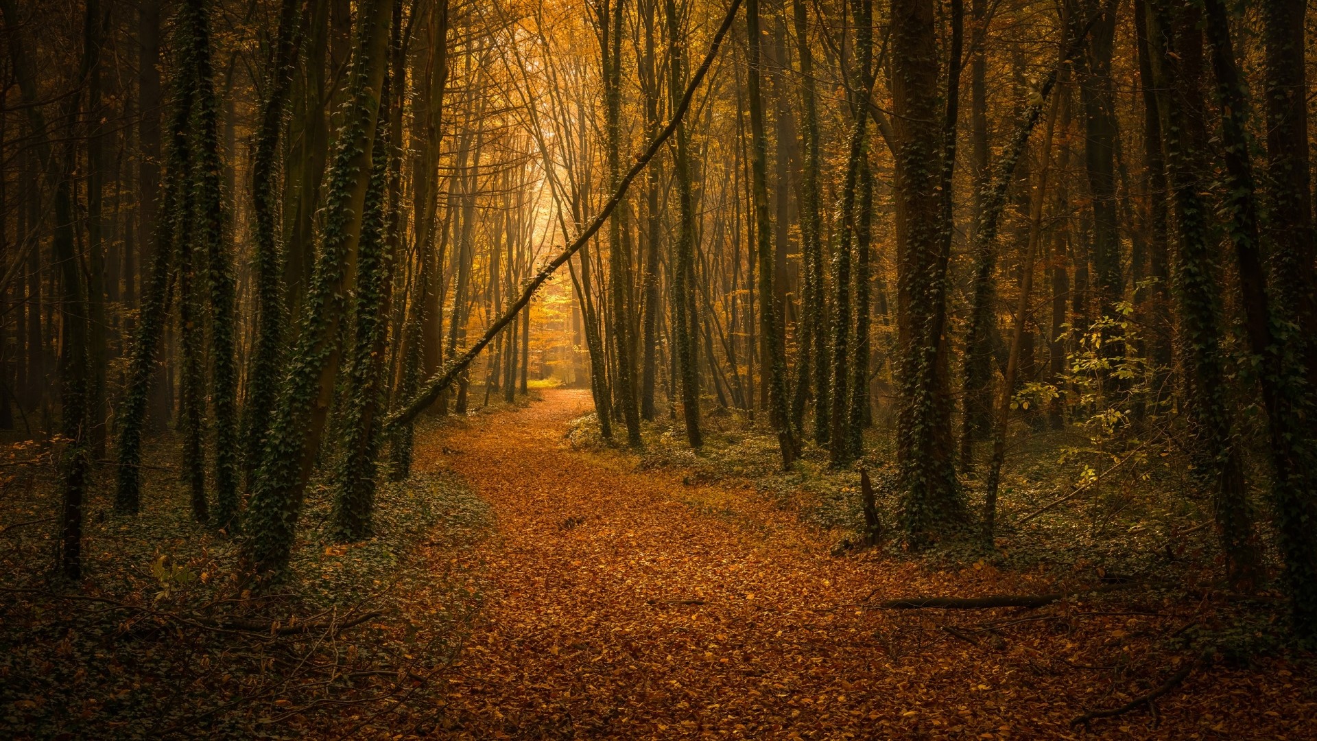 Autumn forest path with fallen leaves HD Wallpaper