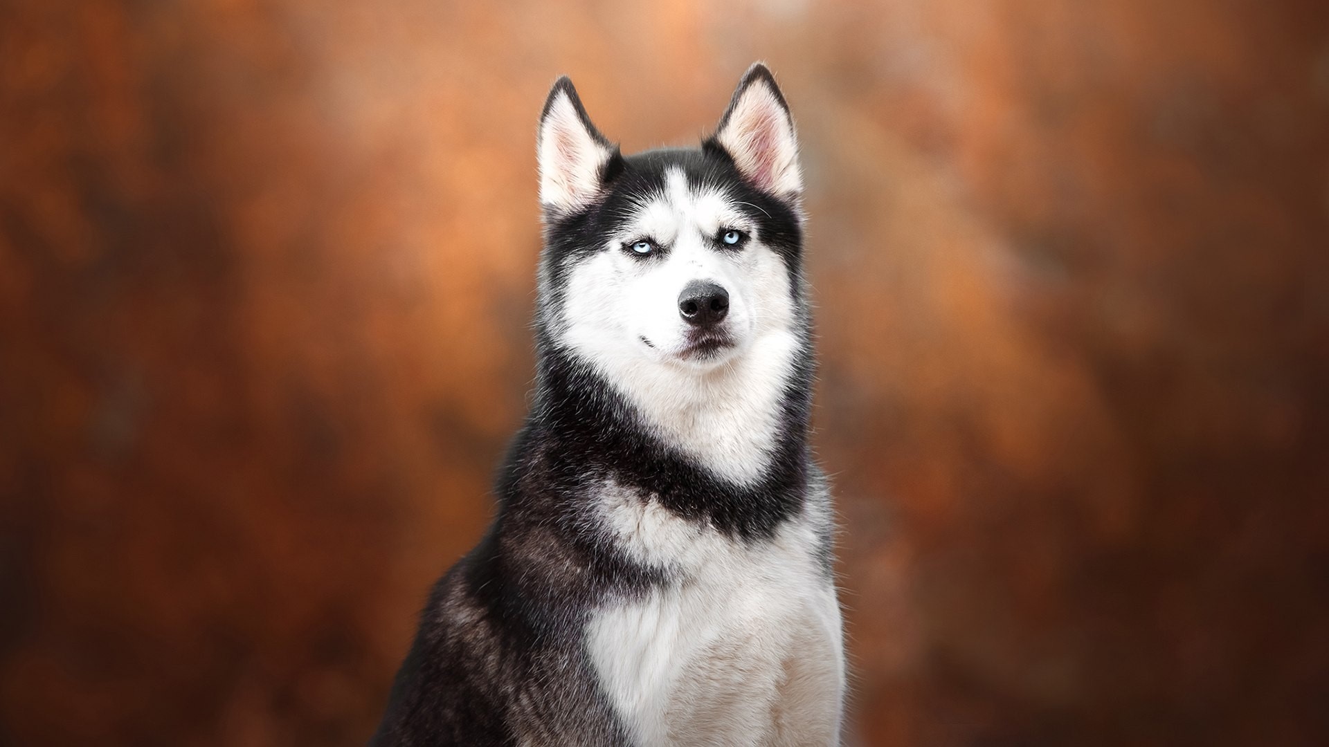 Husky dog with blue eyes HD Wallpaper