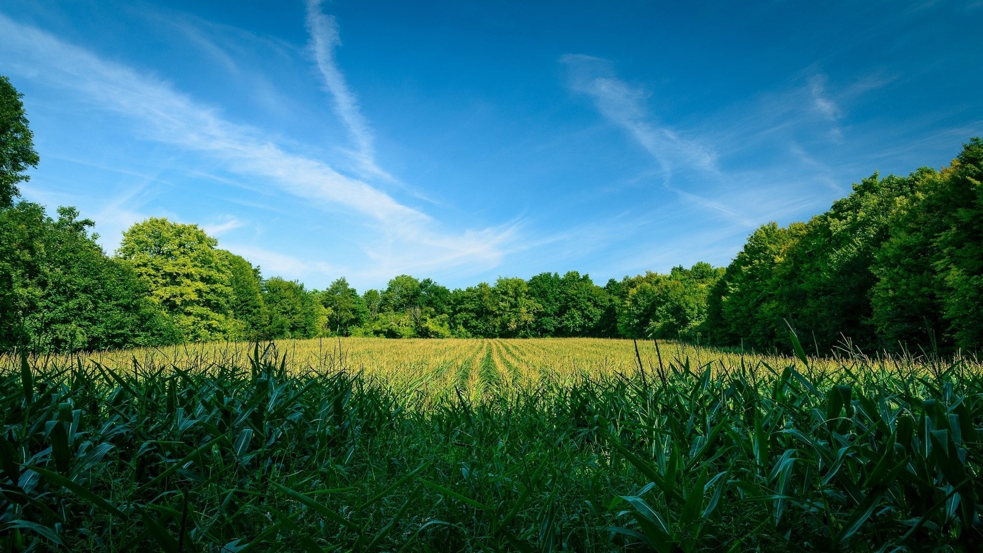 Cornfield with trees and blue sky HD Wallpaper