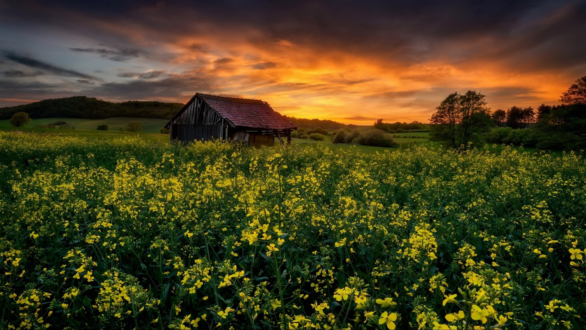 Wooden barn in a field of yellow flowers at sunset HD Wallpaper