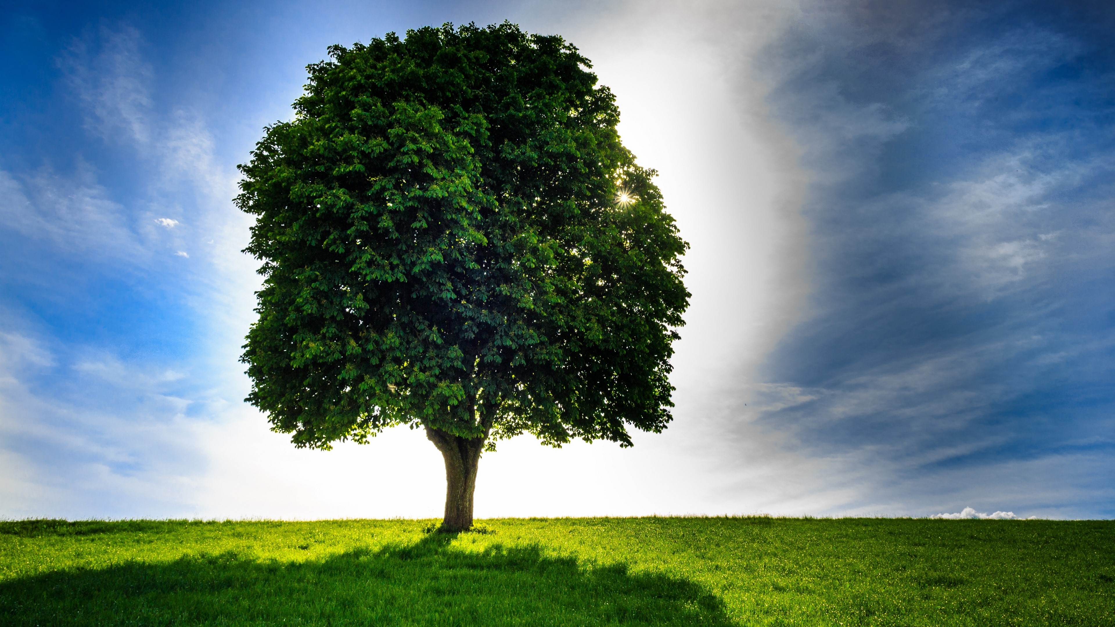 4K Tree in a Field HD Wallpaper
