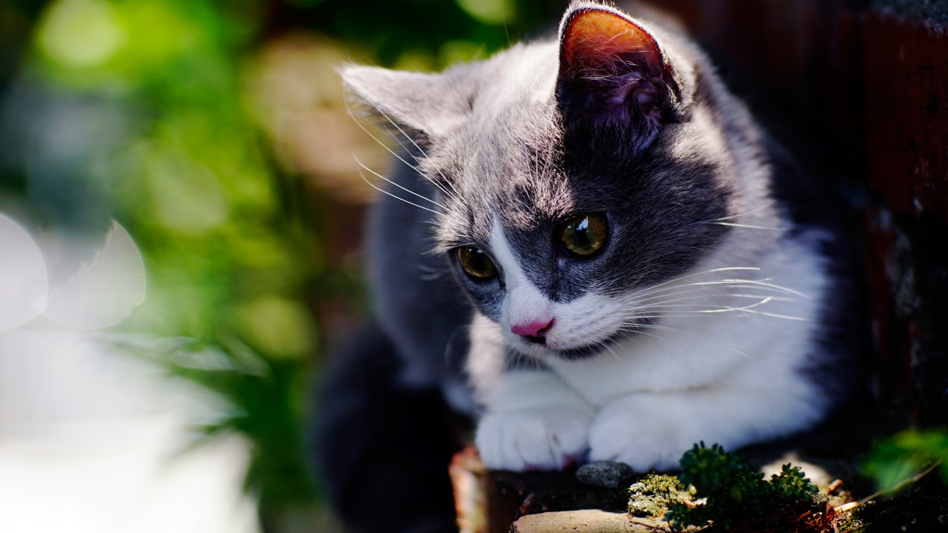 Gray and white kitten sitting outdoors HD Wallpaper