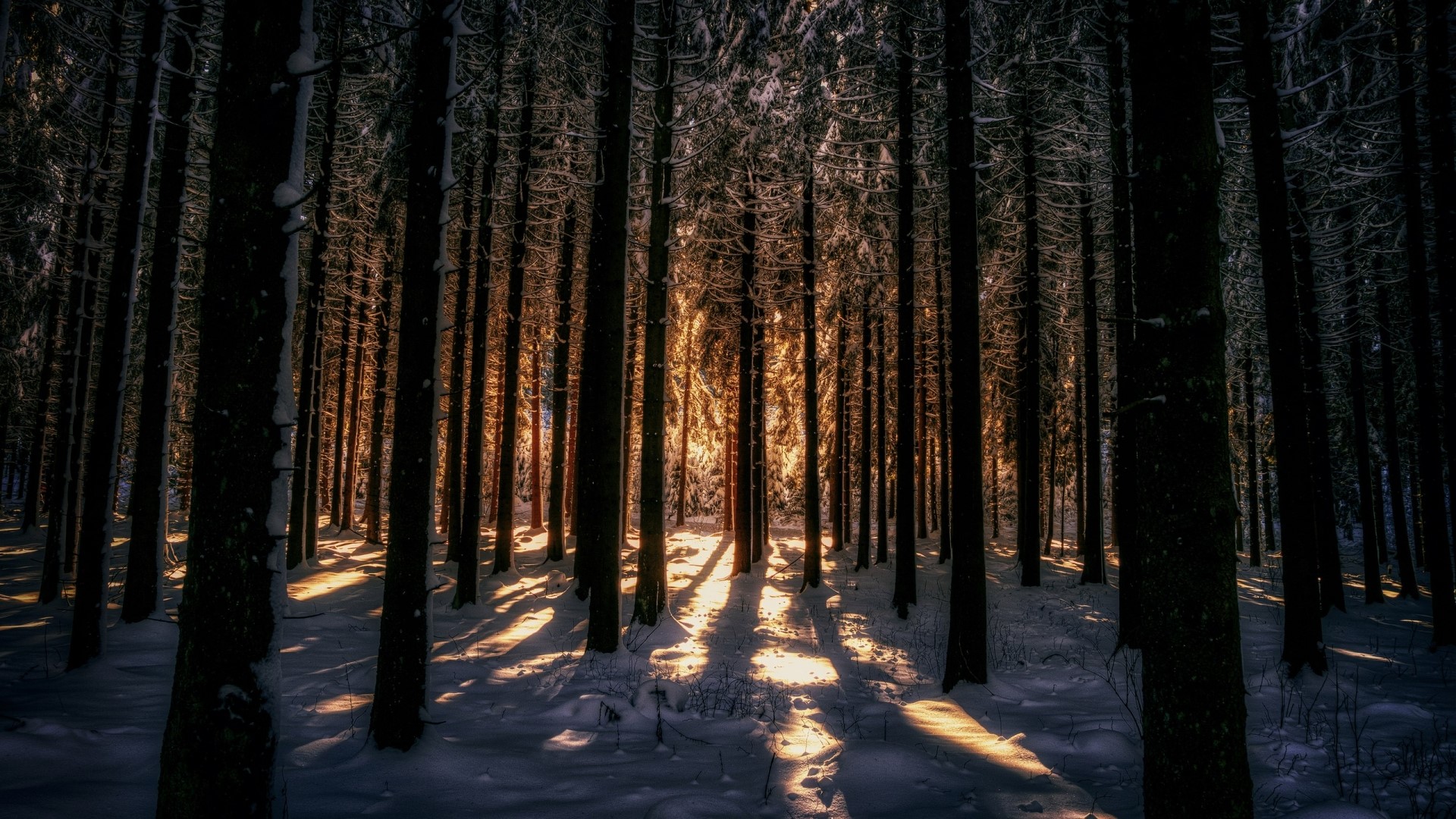 Winter forest with sunbeams HD Wallpaper