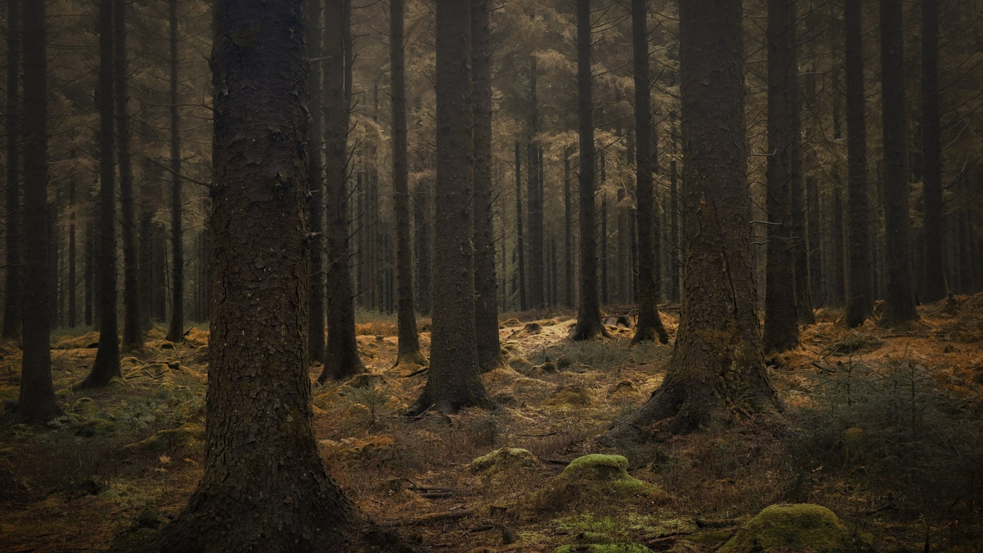 Dark forest with mossy ground HD Wallpaper