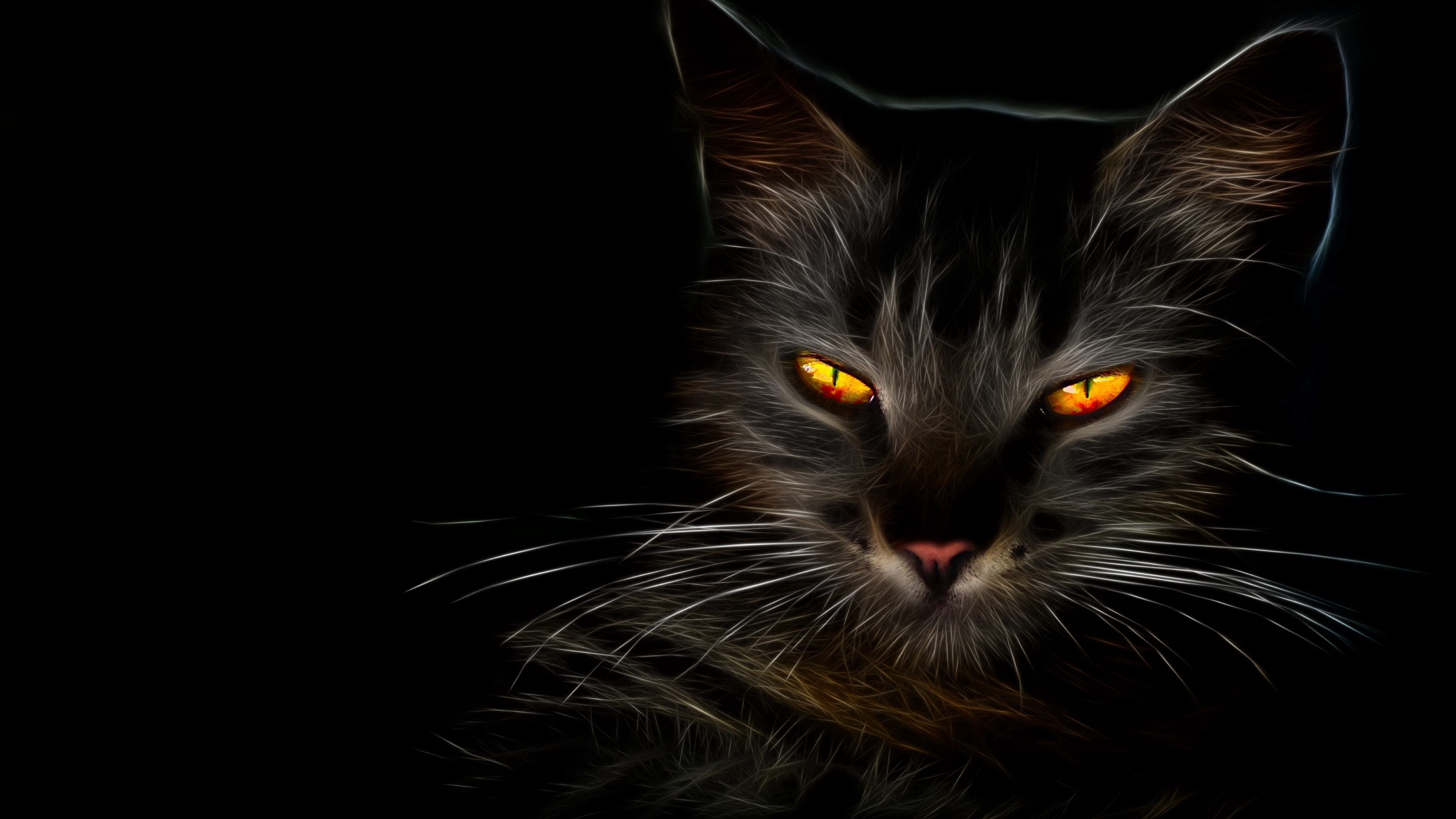 Cat HD Wallpaper