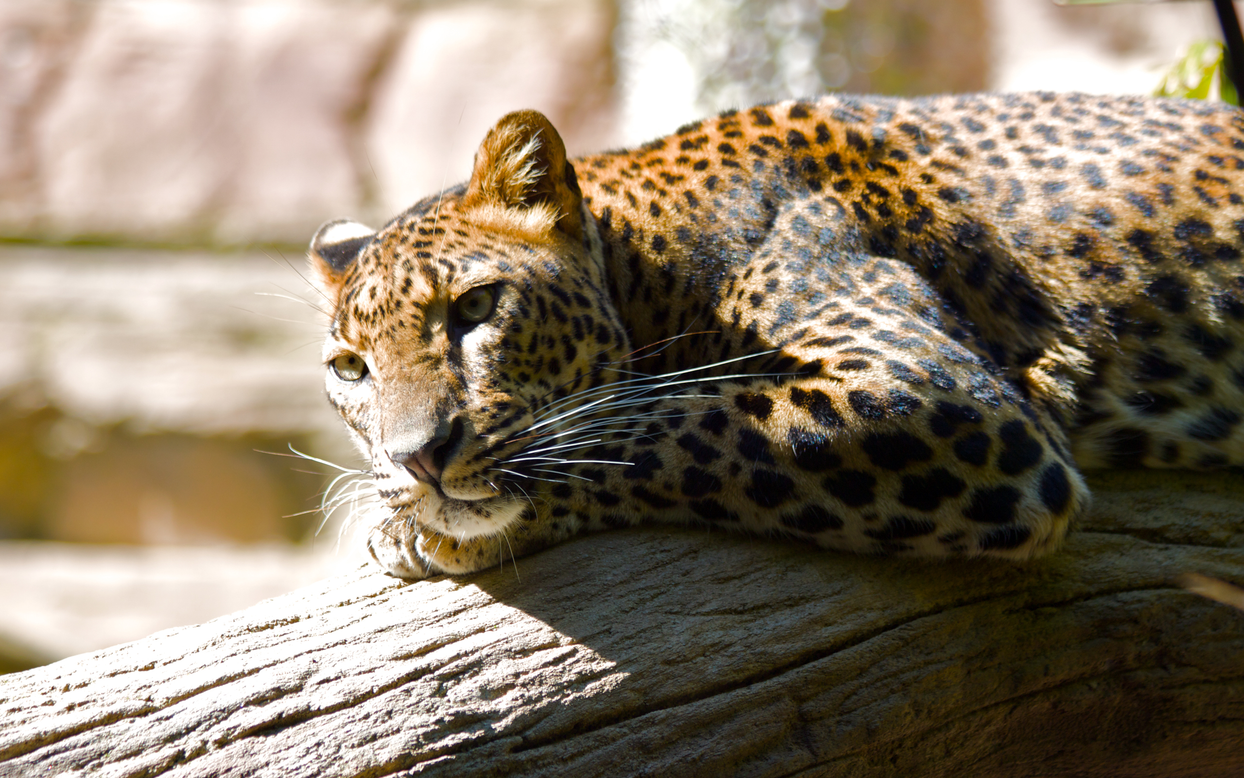 Leopard resting on a tree branch in Fuengirola zoo HD Wallpaper