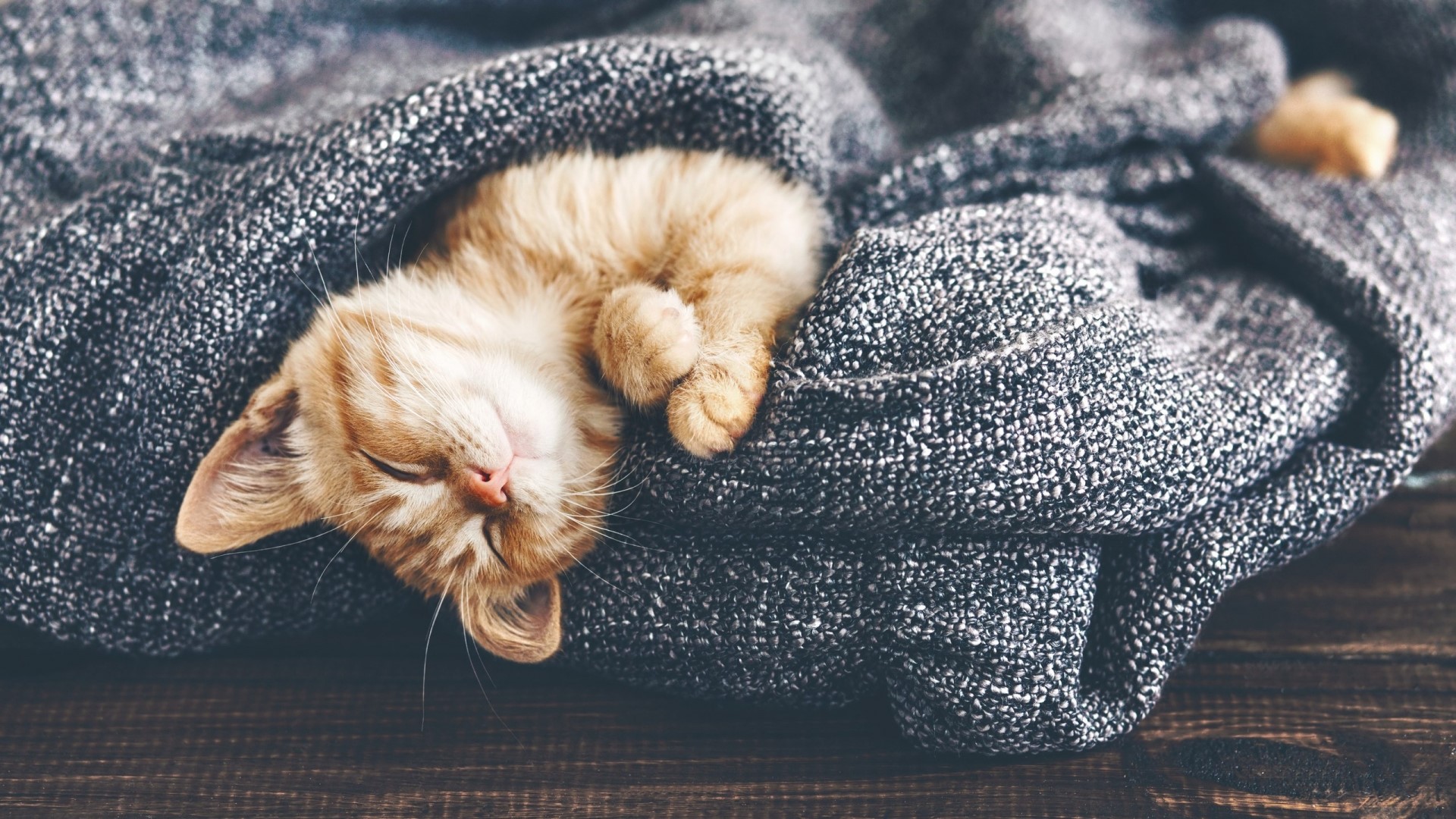 Ginger kitten sleeping under a blanket HD Wallpaper