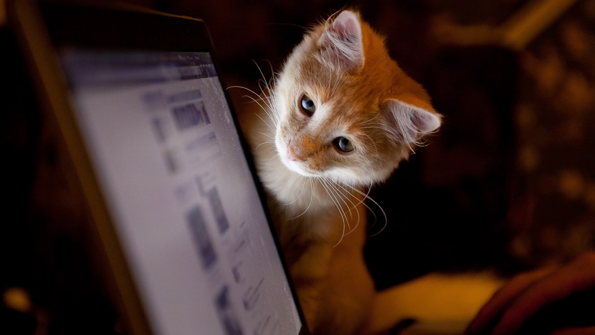 Kitten looking at a laptop screen HD Wallpaper
