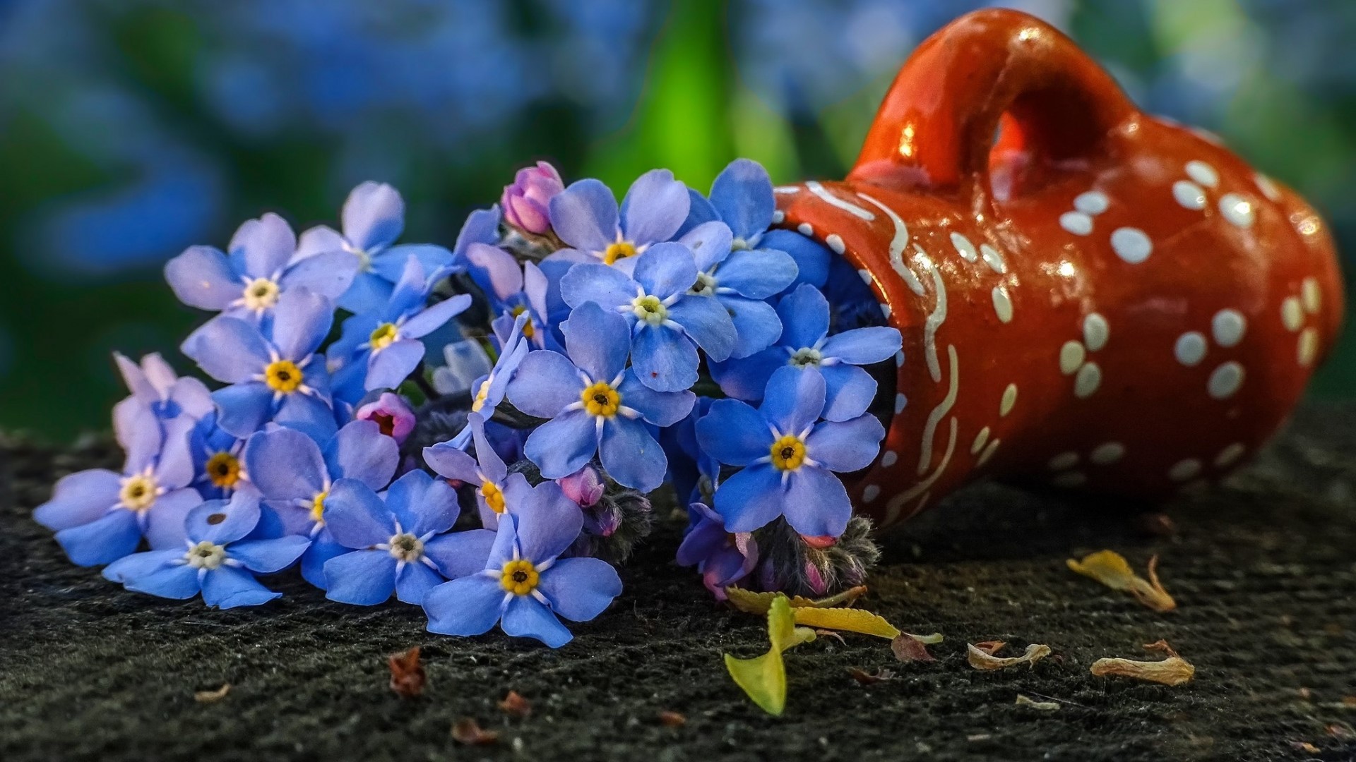 Forget-me-nots spilling from a ceramic pot HD Wallpaper