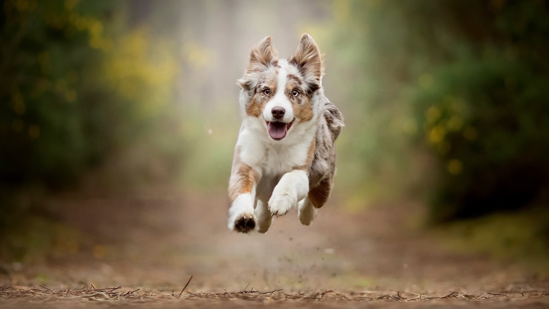 A happy dog running in a forest HD Wallpaper