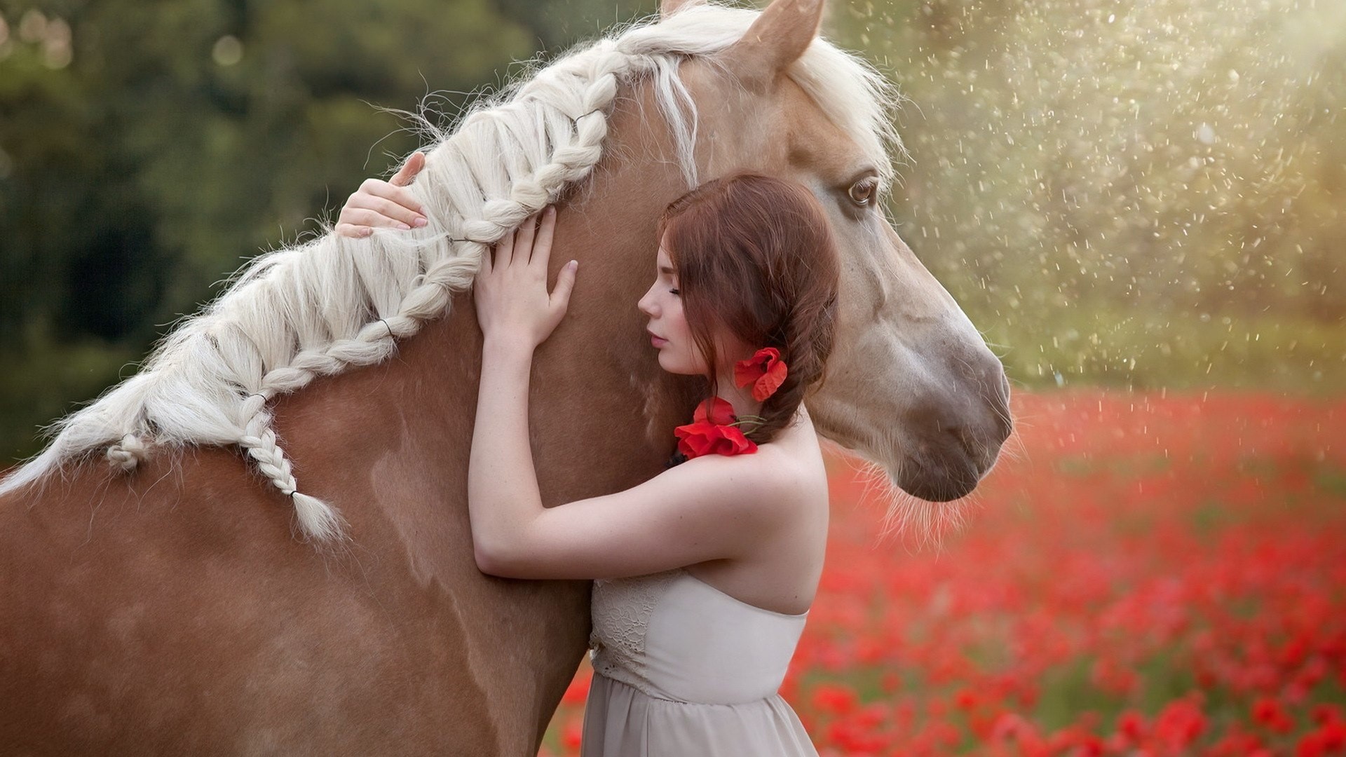Girl hugging a horse in a poppy field HD Wallpaper