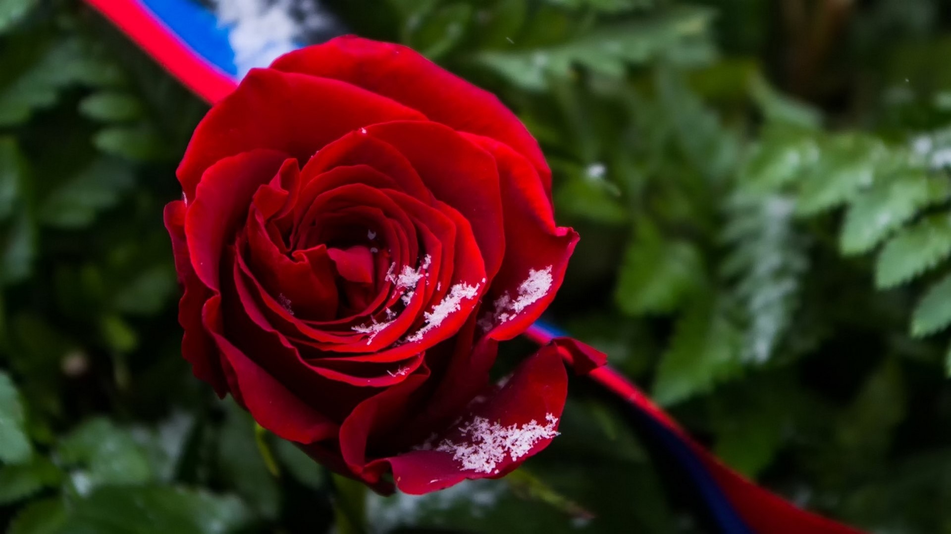 Red rose with snow and ribbon HD Wallpaper