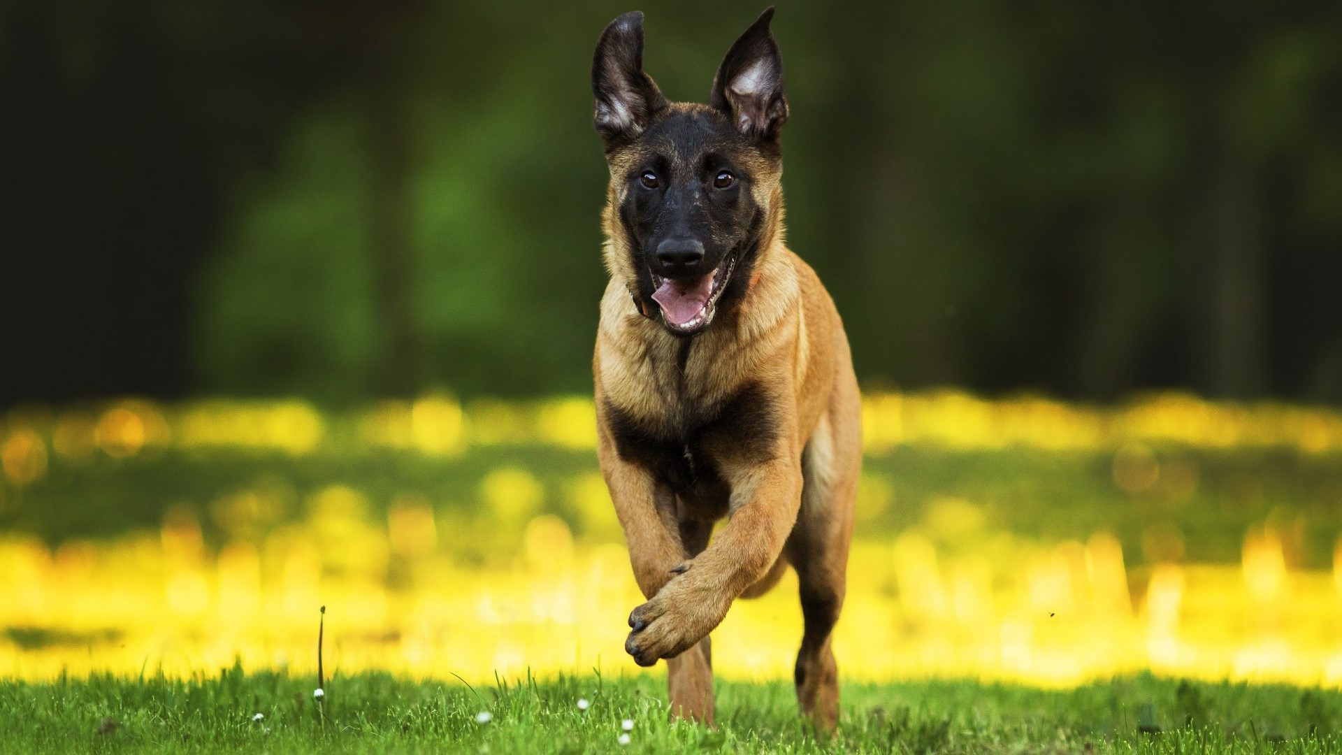 Belgian Malinois dog running in a field HD Wallpaper