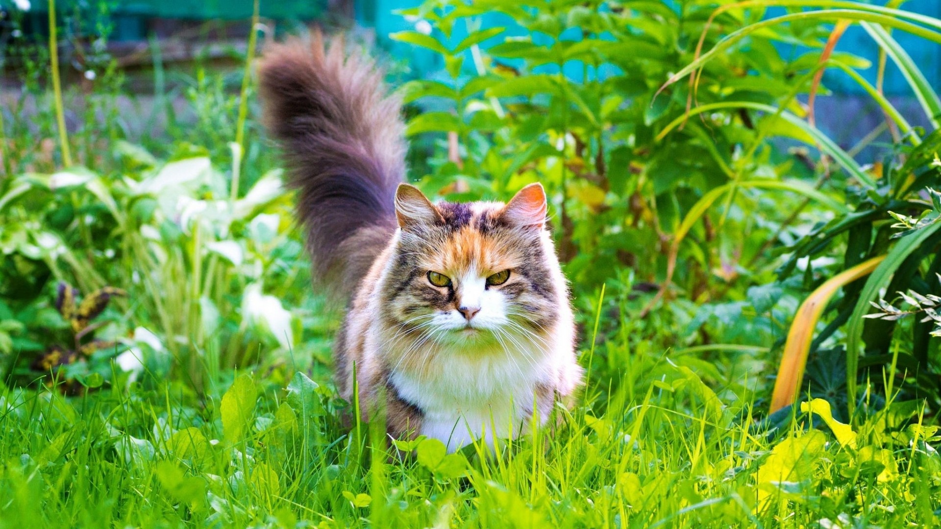 Calico cat with fluffy tail in green grass HD Wallpaper